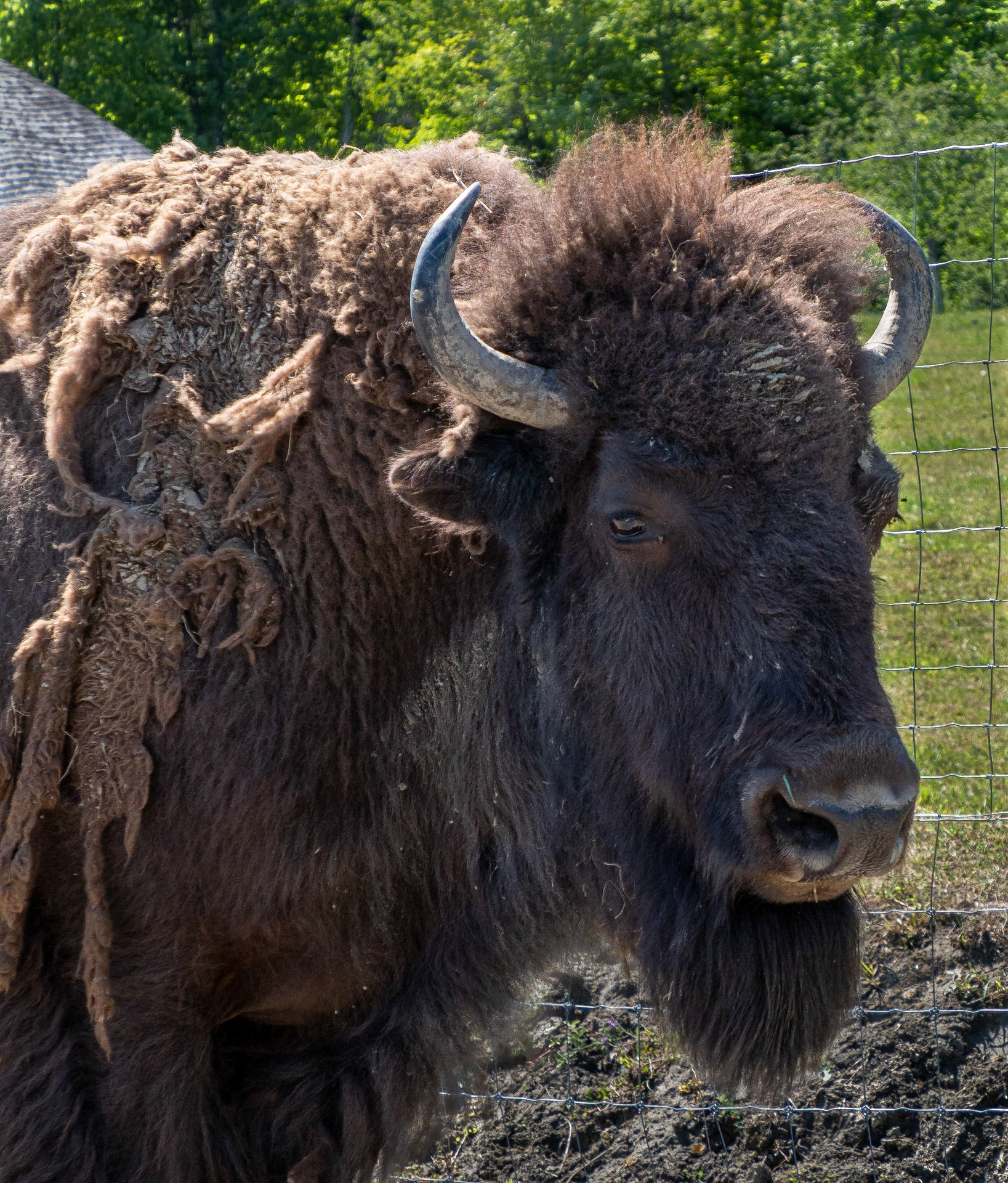 Buffalo losing winter coat