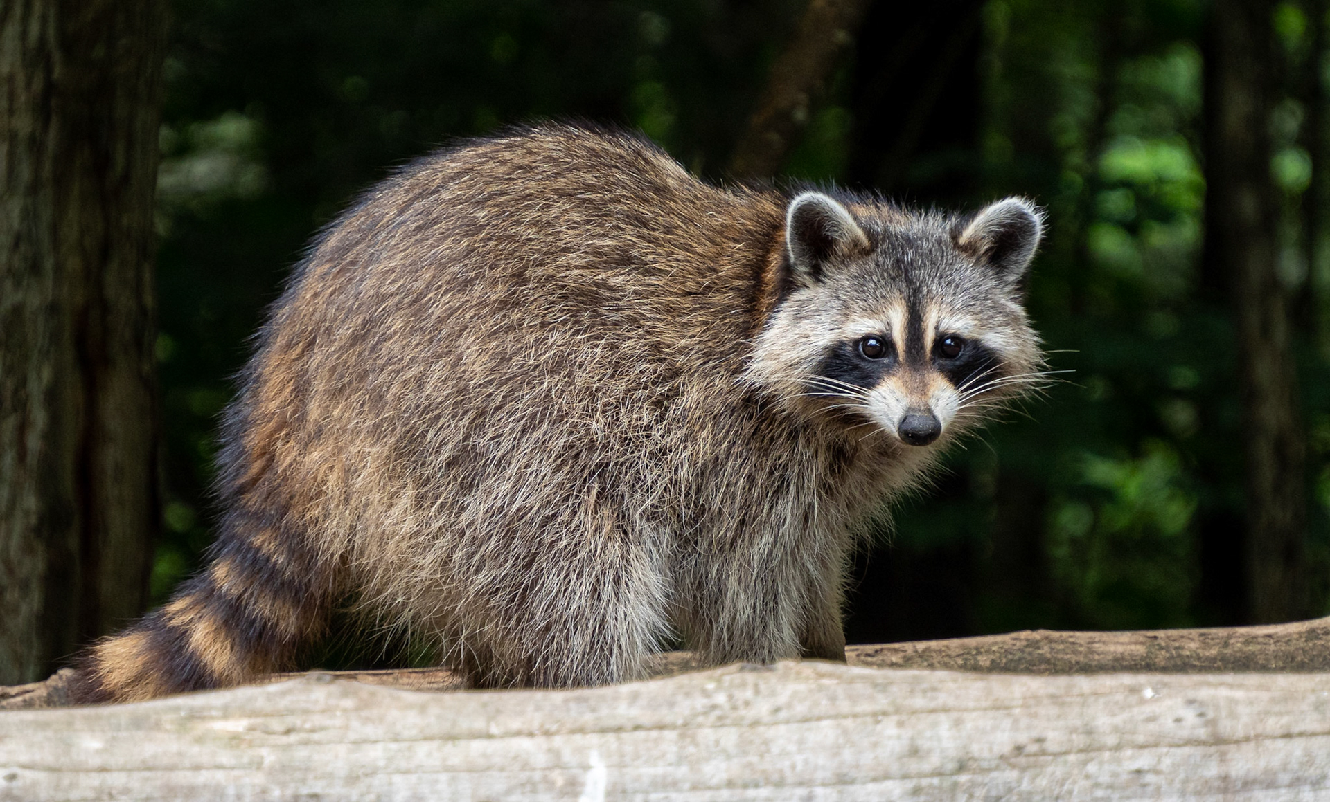 Raccoon