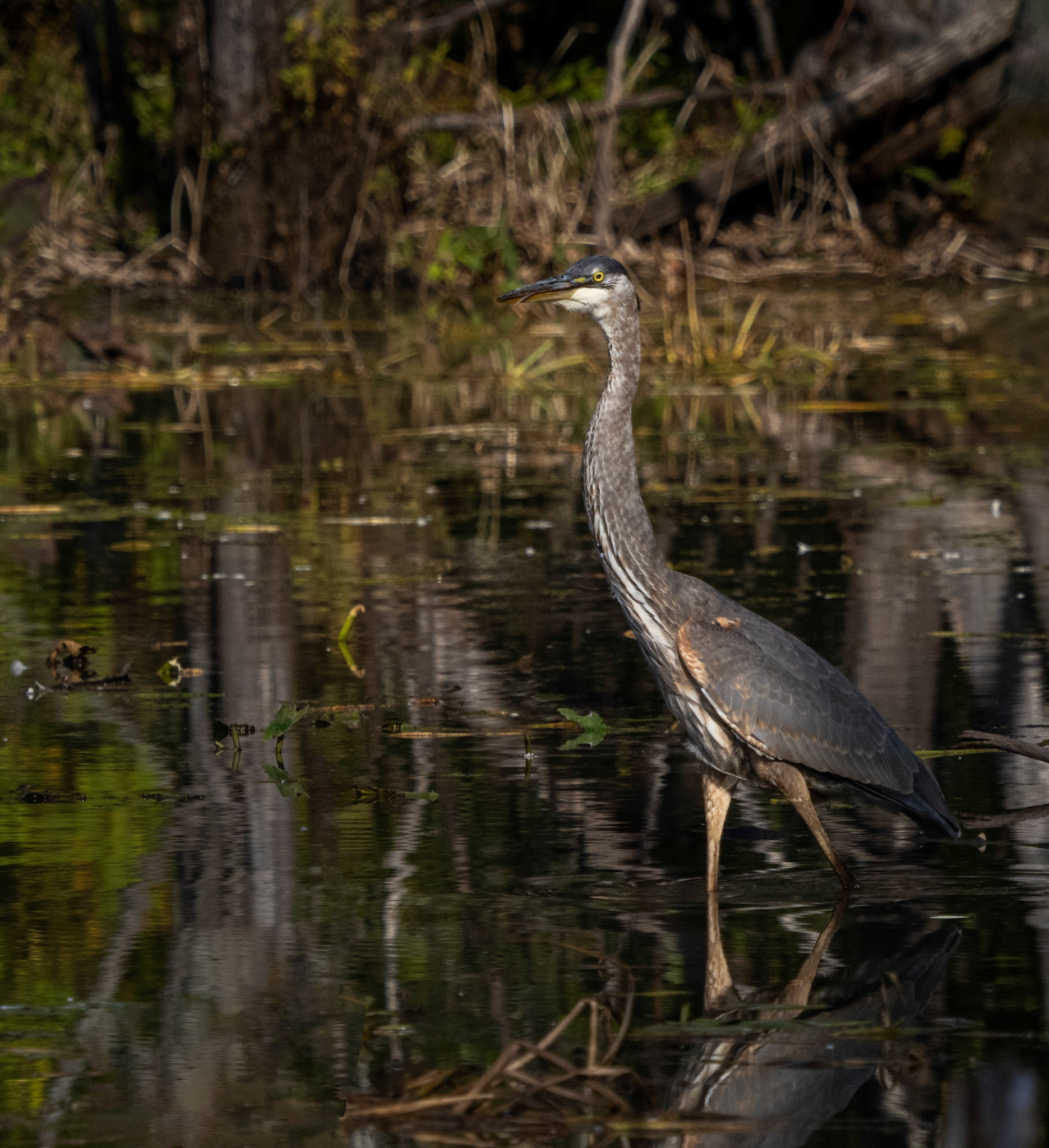 Great blue heron