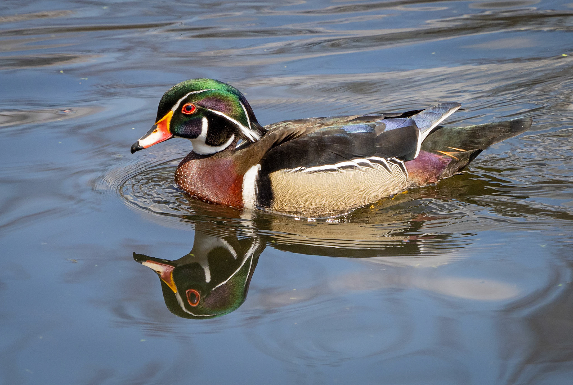 wood duck