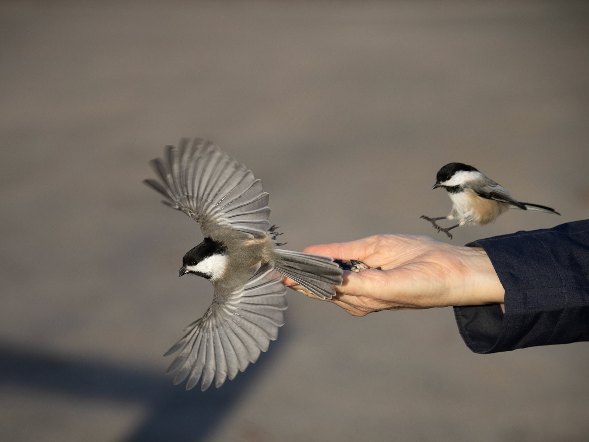 Chickadees, Beaver Trail