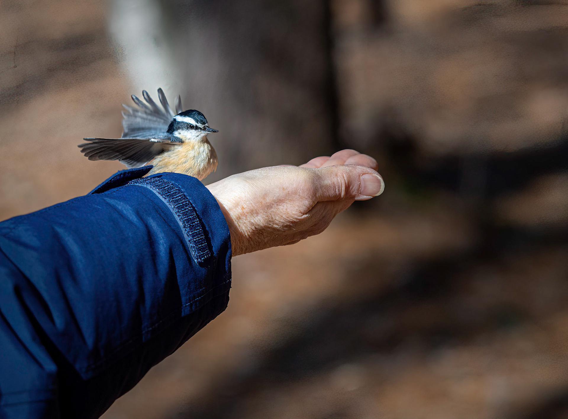 Red-breasted nuthatch