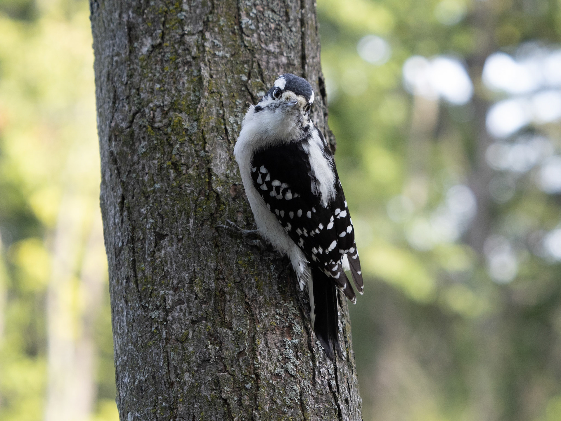 Downy woodpecker looking for a handout