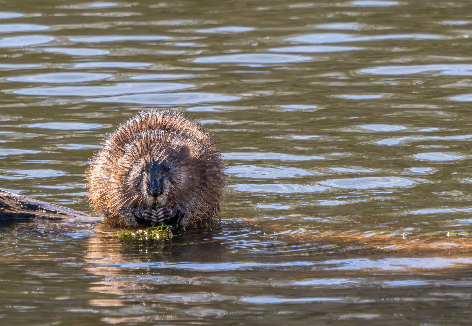 muskrat, Parc Omega