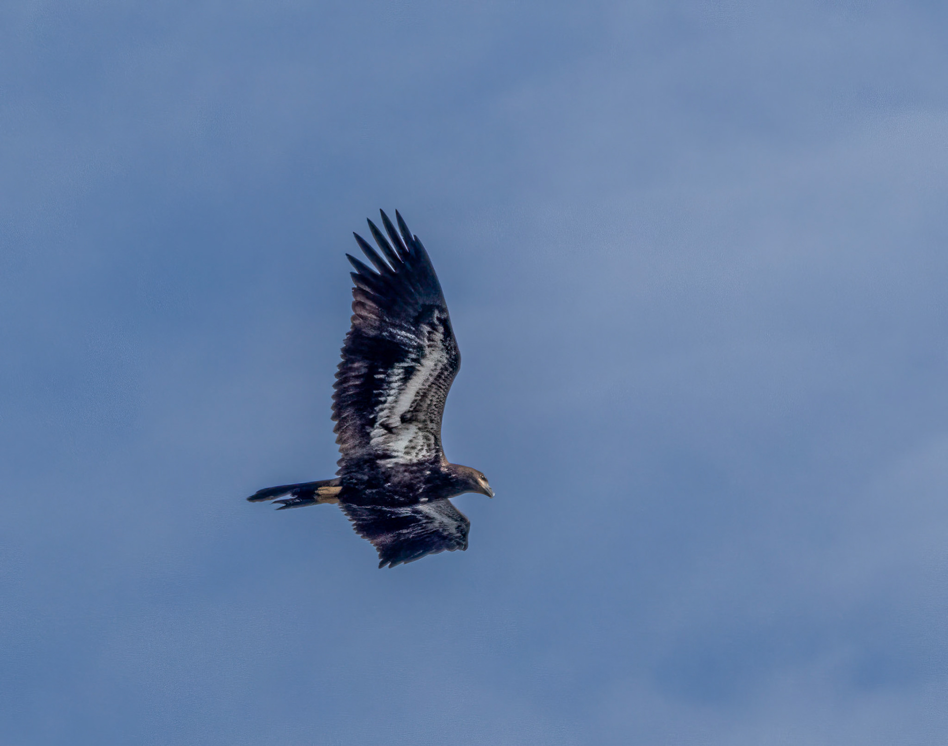 Juvenile bald eagle at Mud Lake