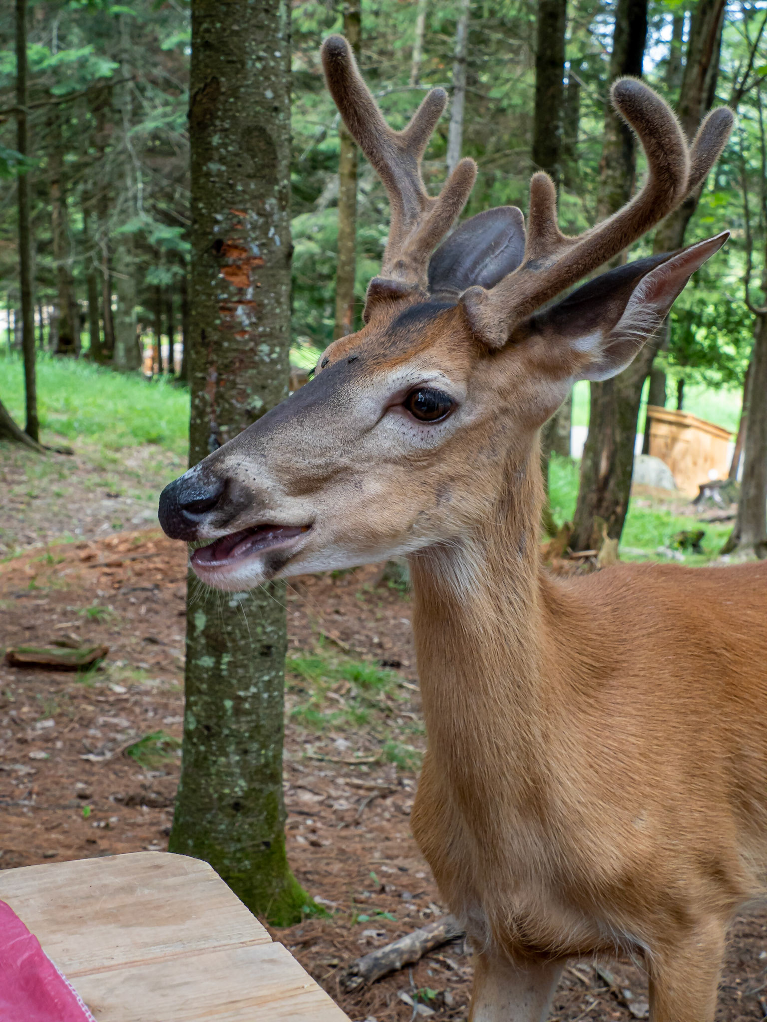 white tailed deer