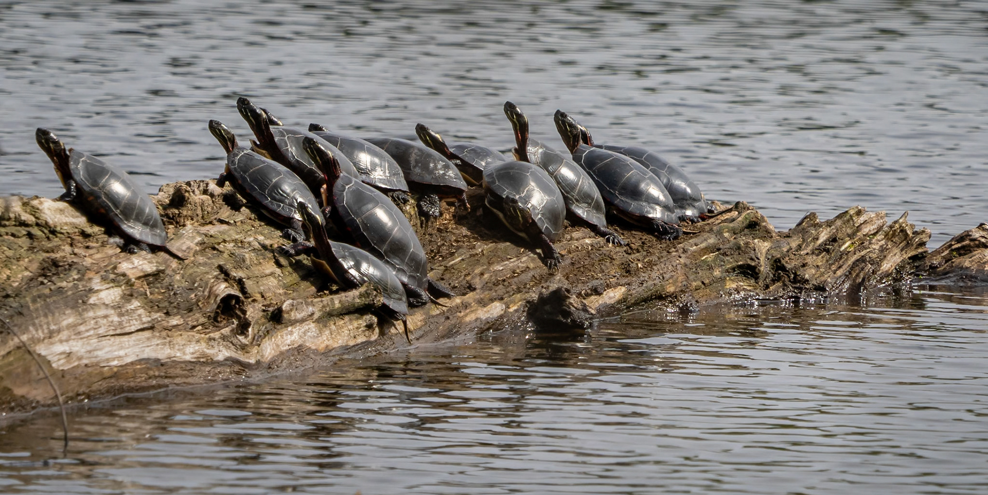 painted turtles, Walk in Two Woods