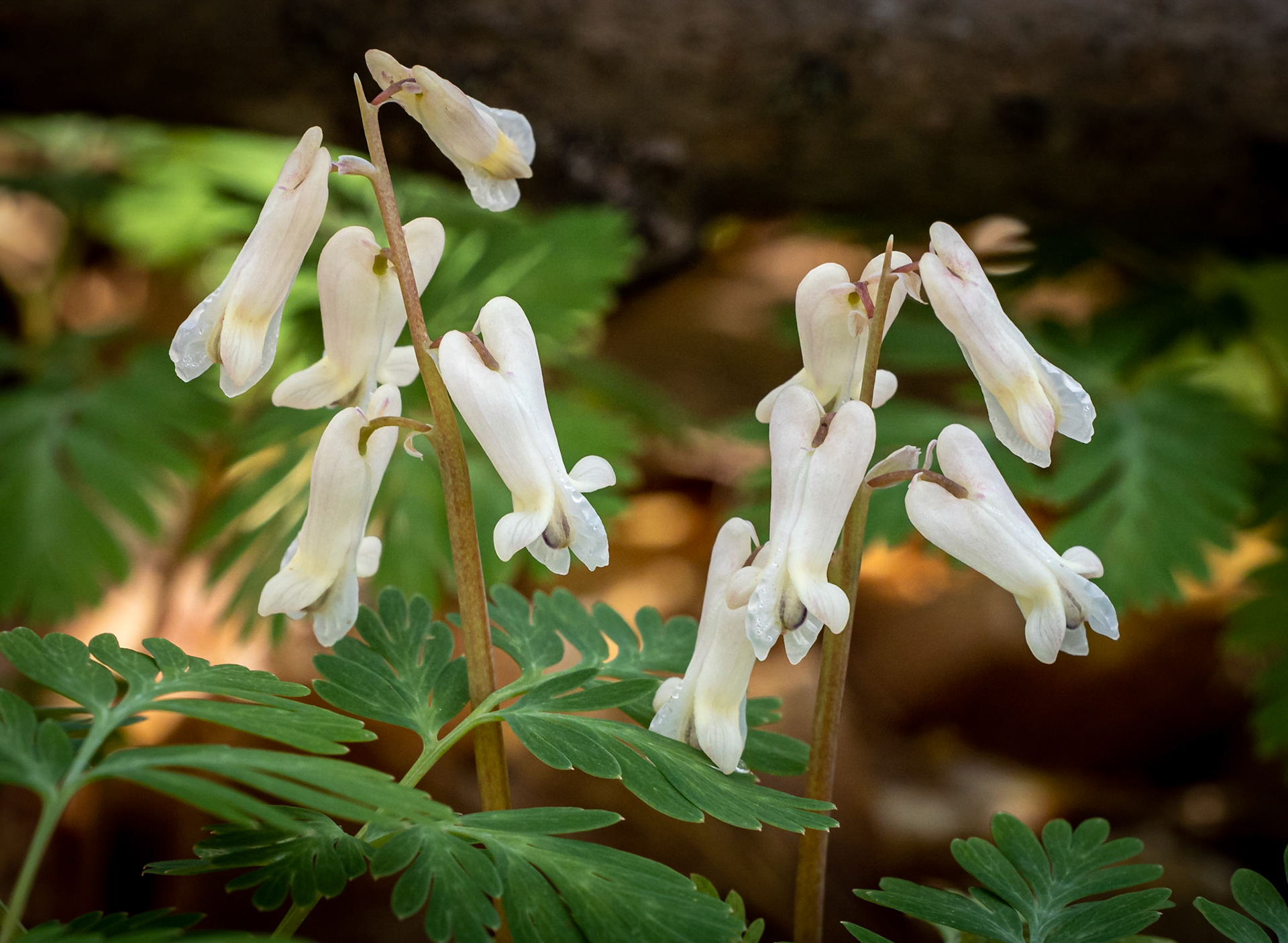 squirrel corn