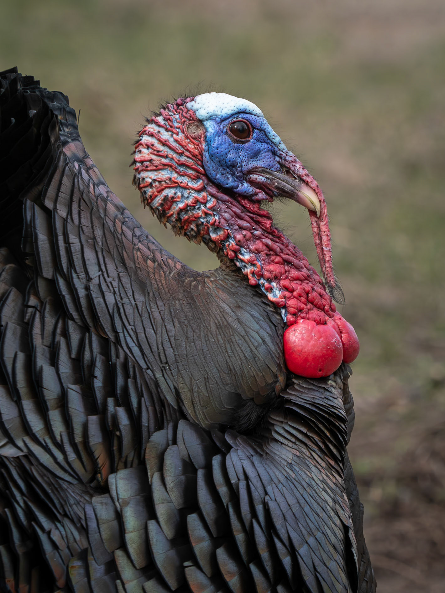 male wild turkey, Mud Lake