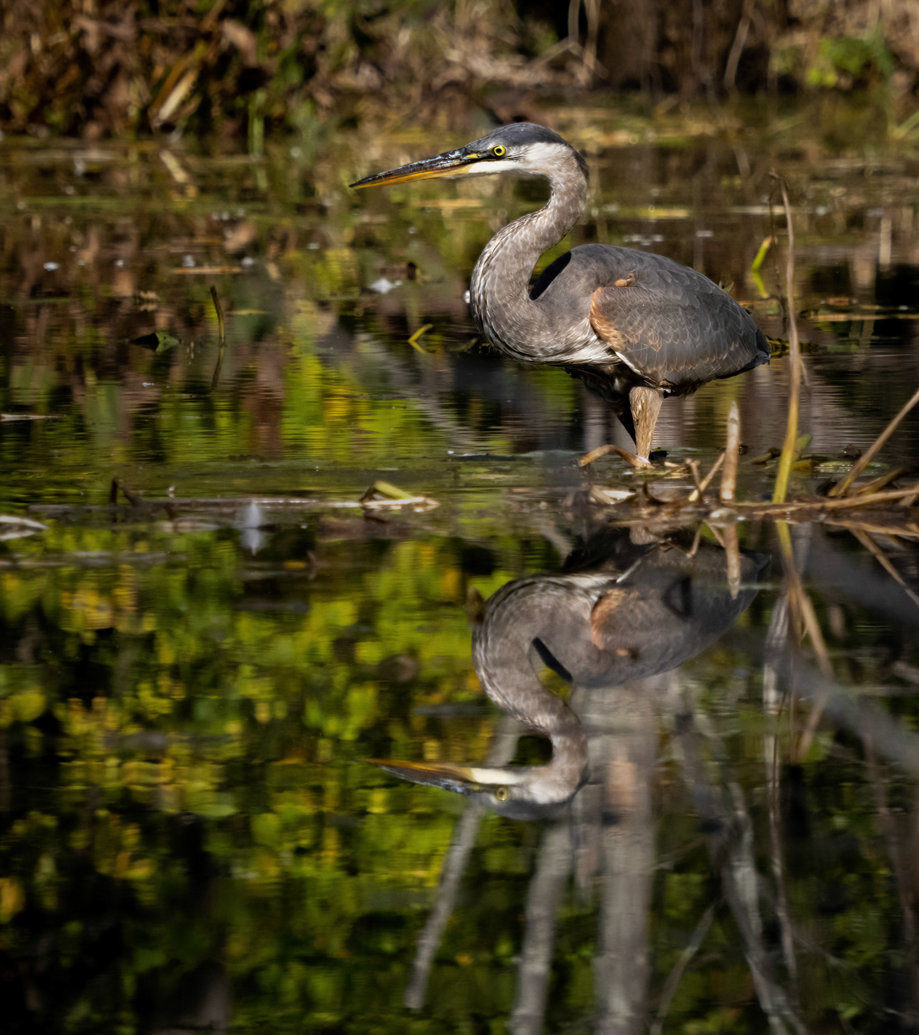Great blue heron