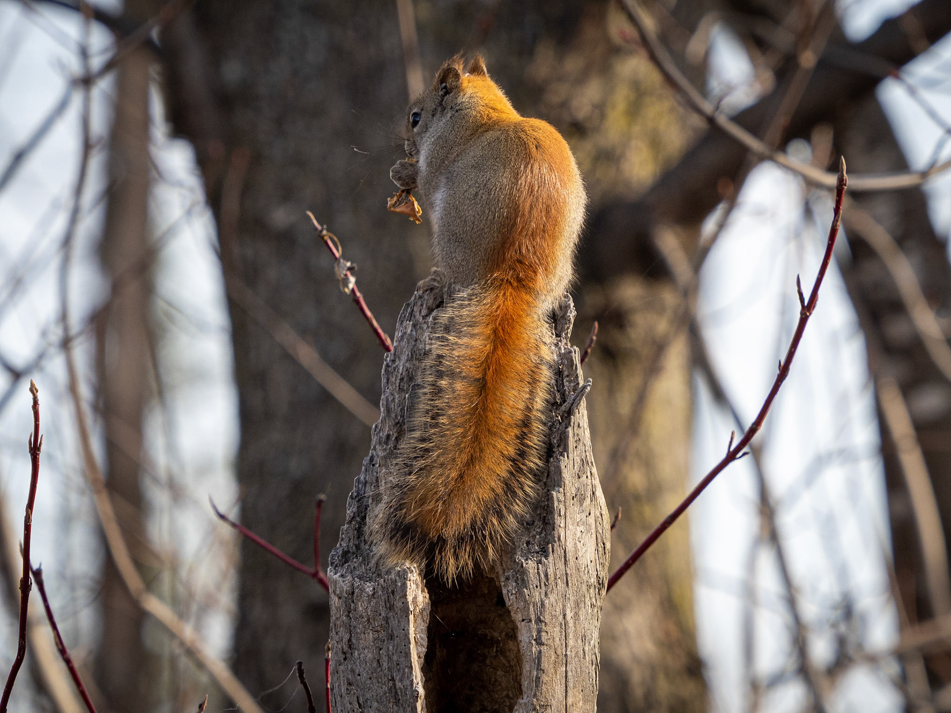 red squirrel