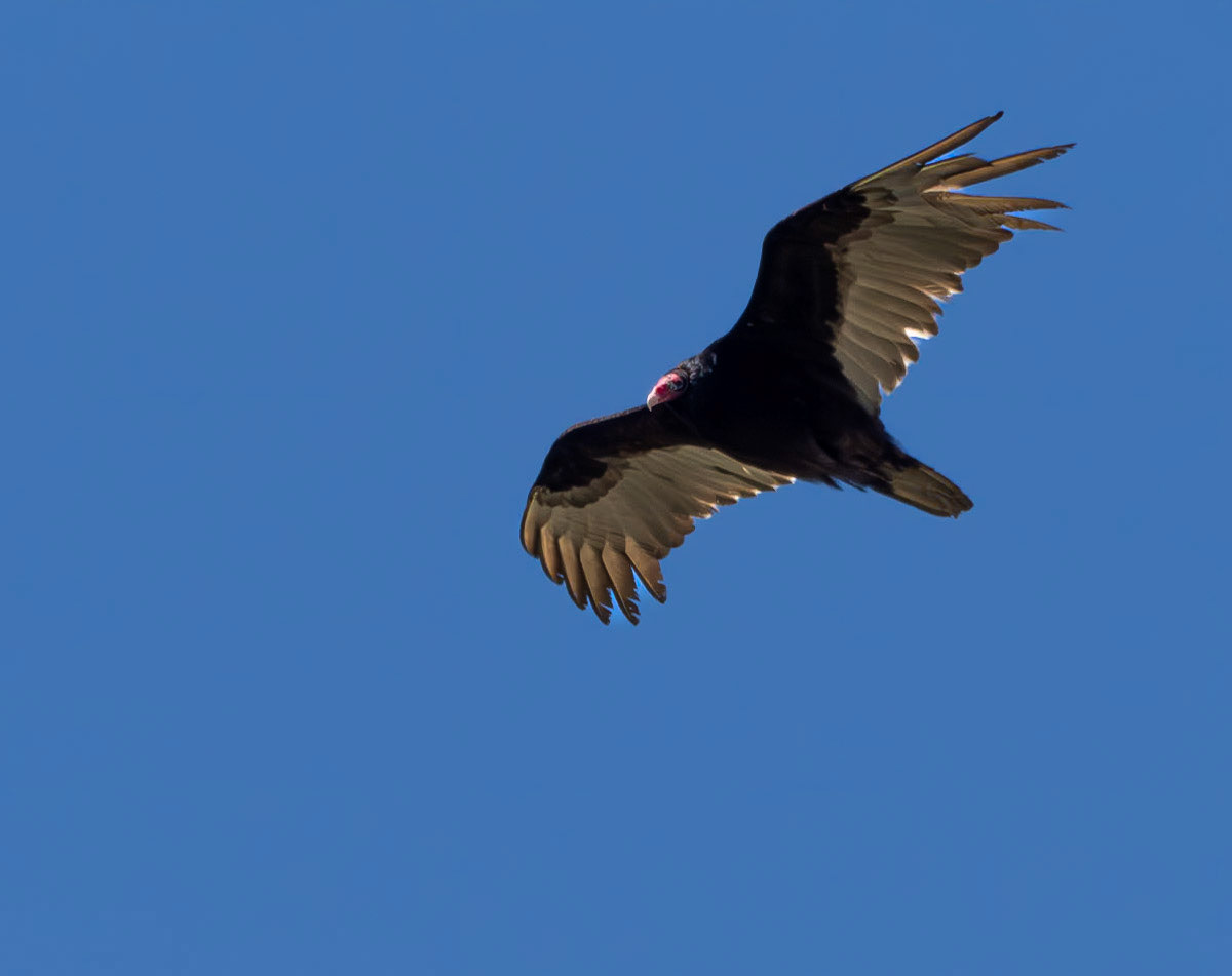 turkey vulture, Fletcher Gardens
