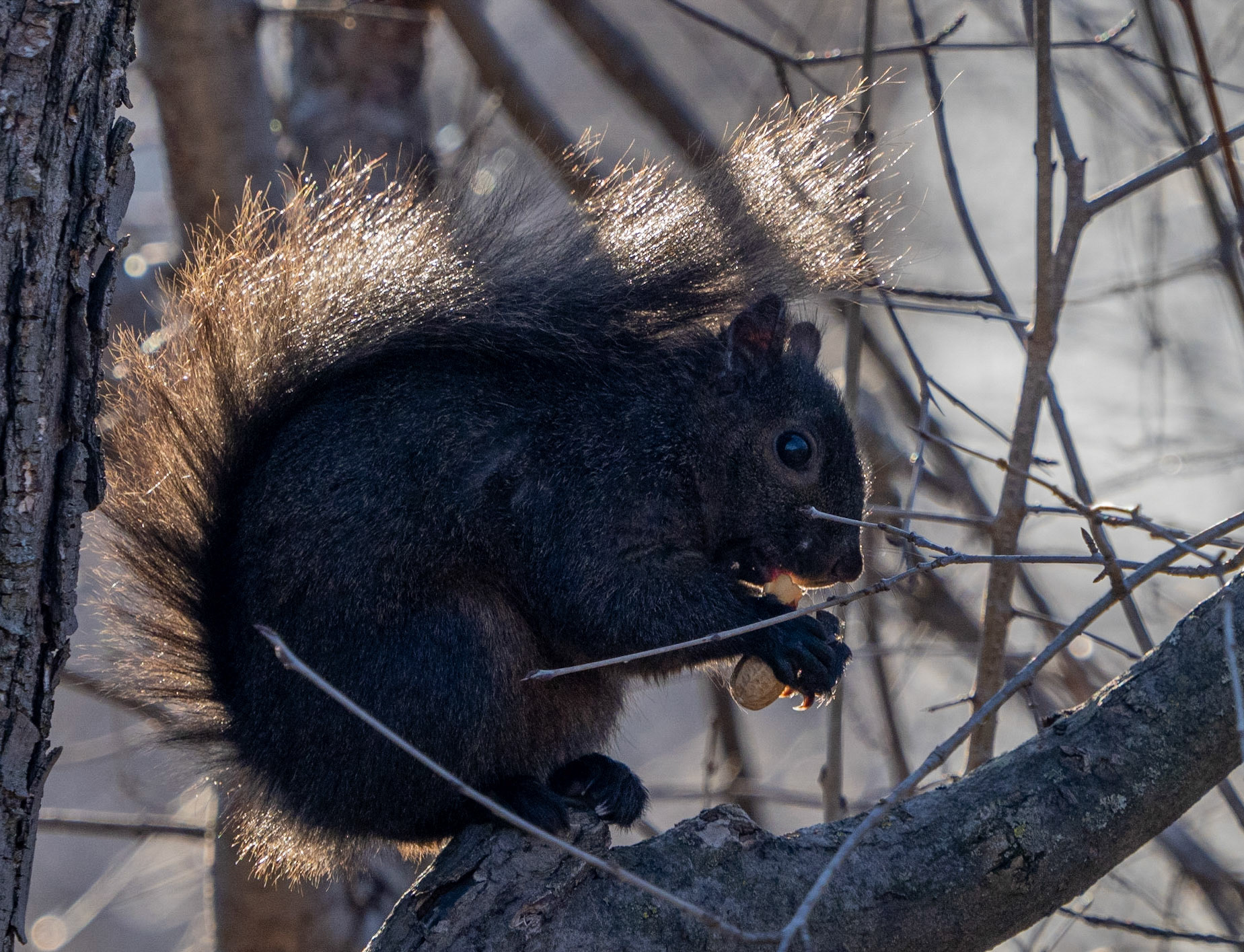 black squirrel