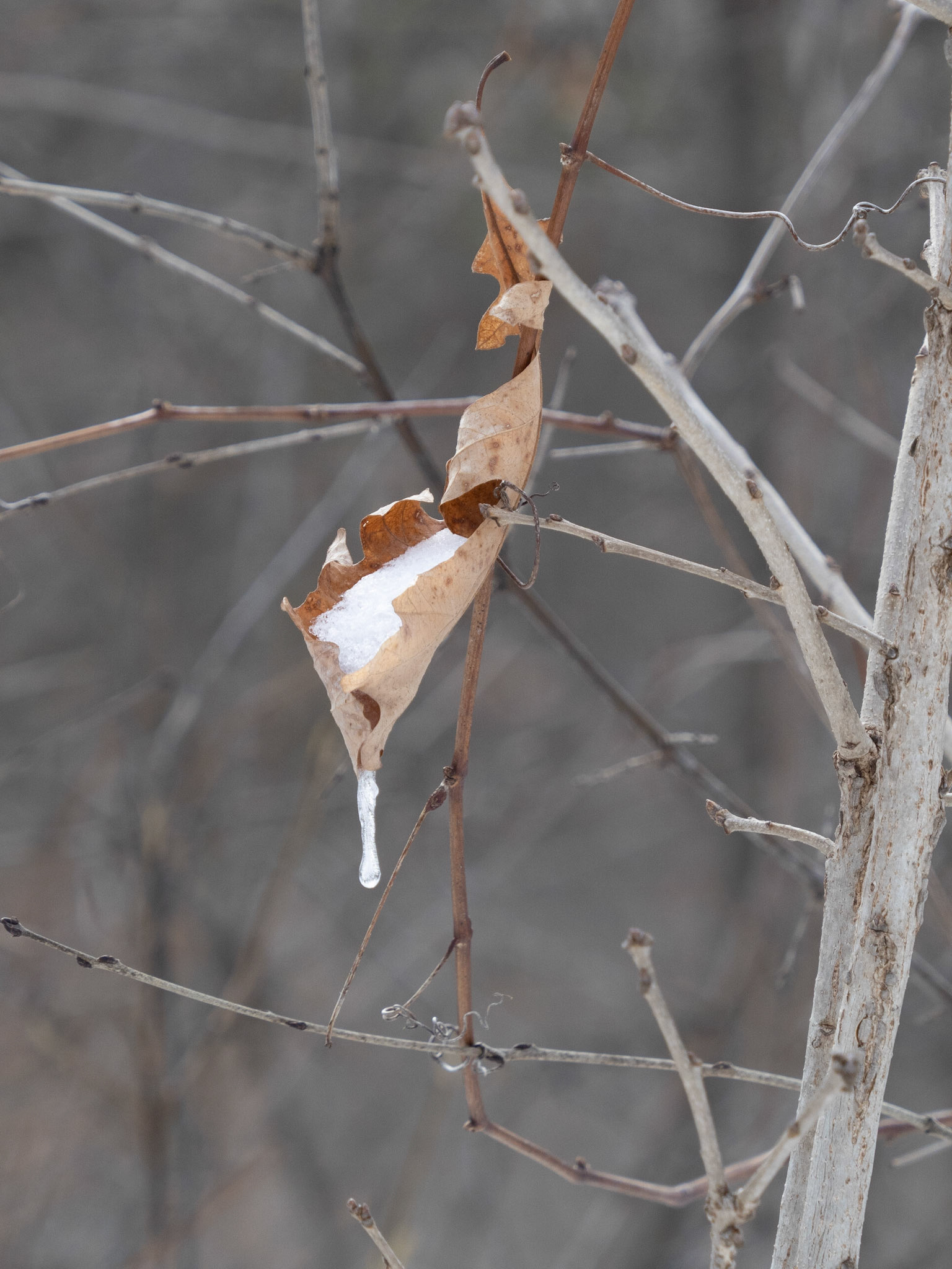 Fresh snow caught by a leaf, starts to melt and then frozen overnight.