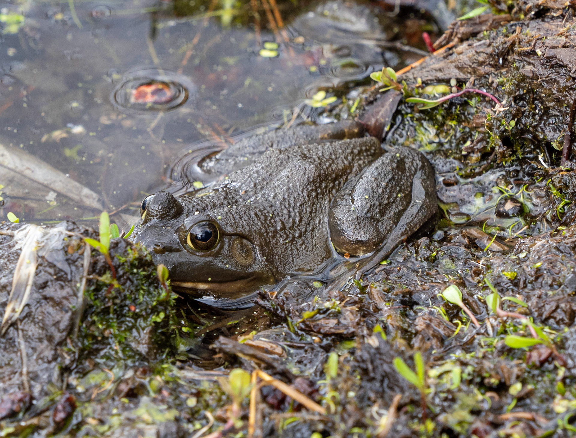 bull frog