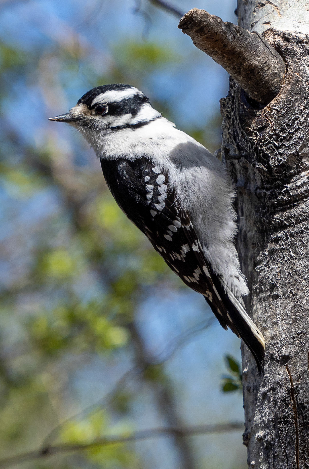 downy woodpecker