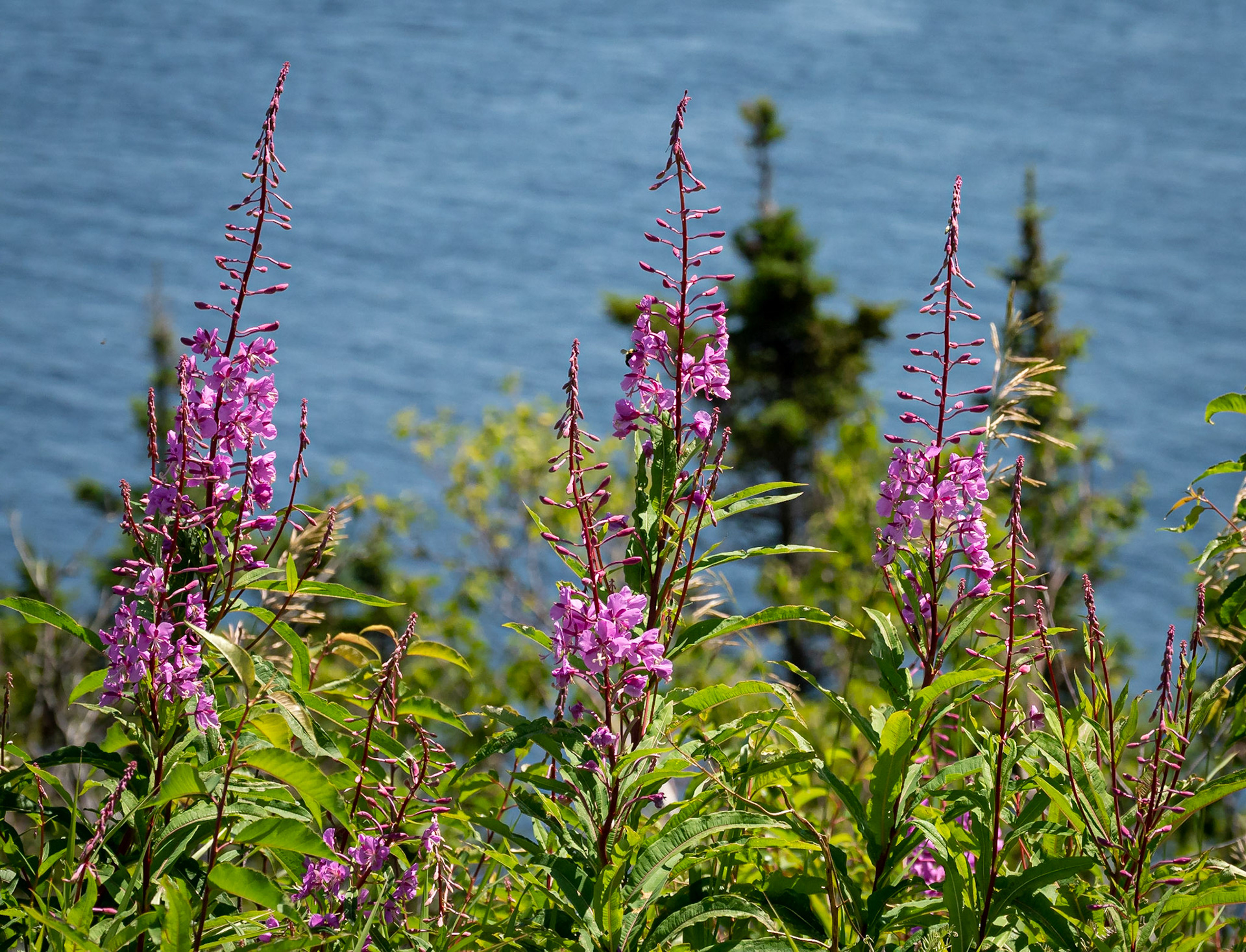 Fireweed