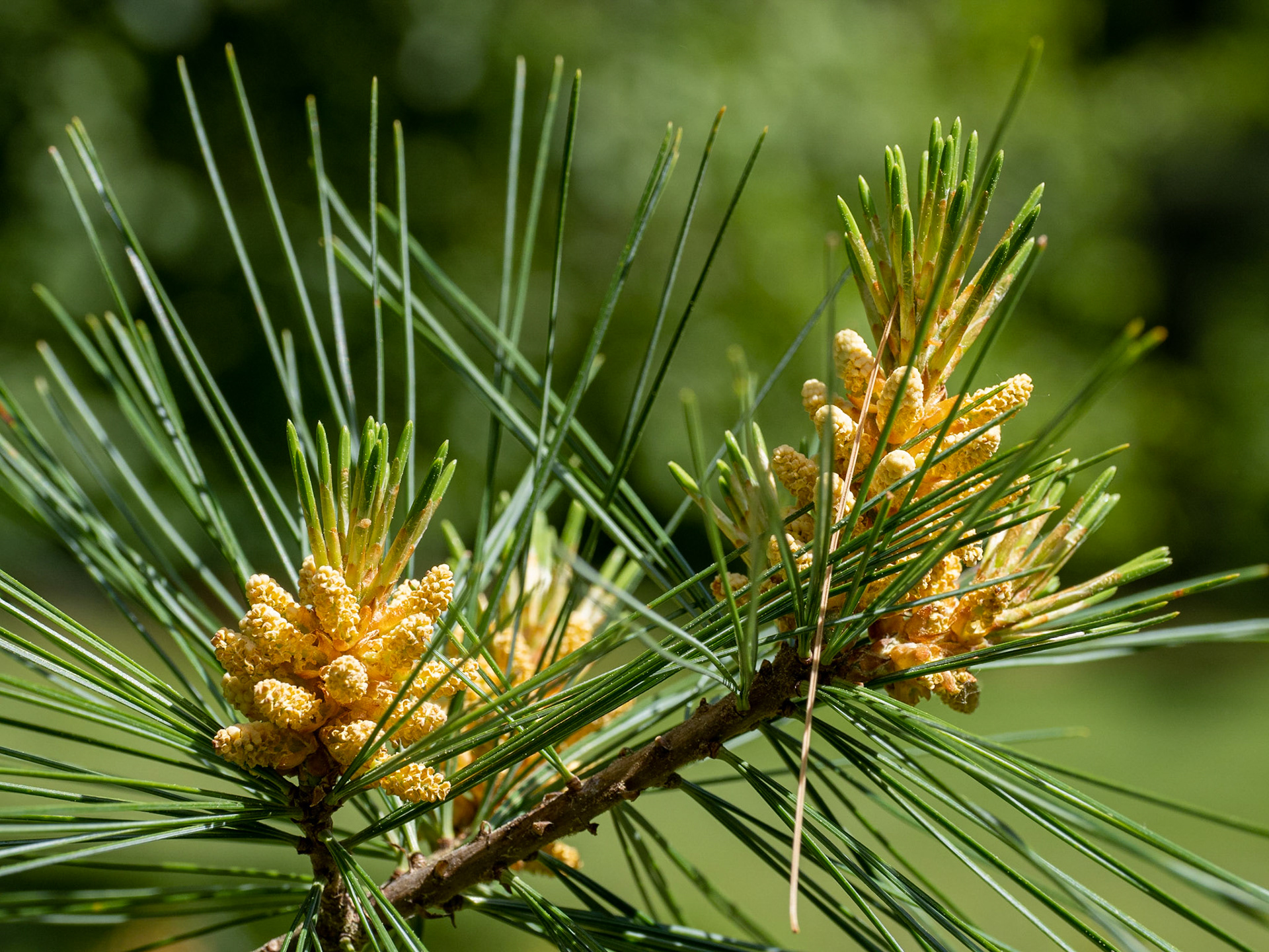 Pine tree pollen containers