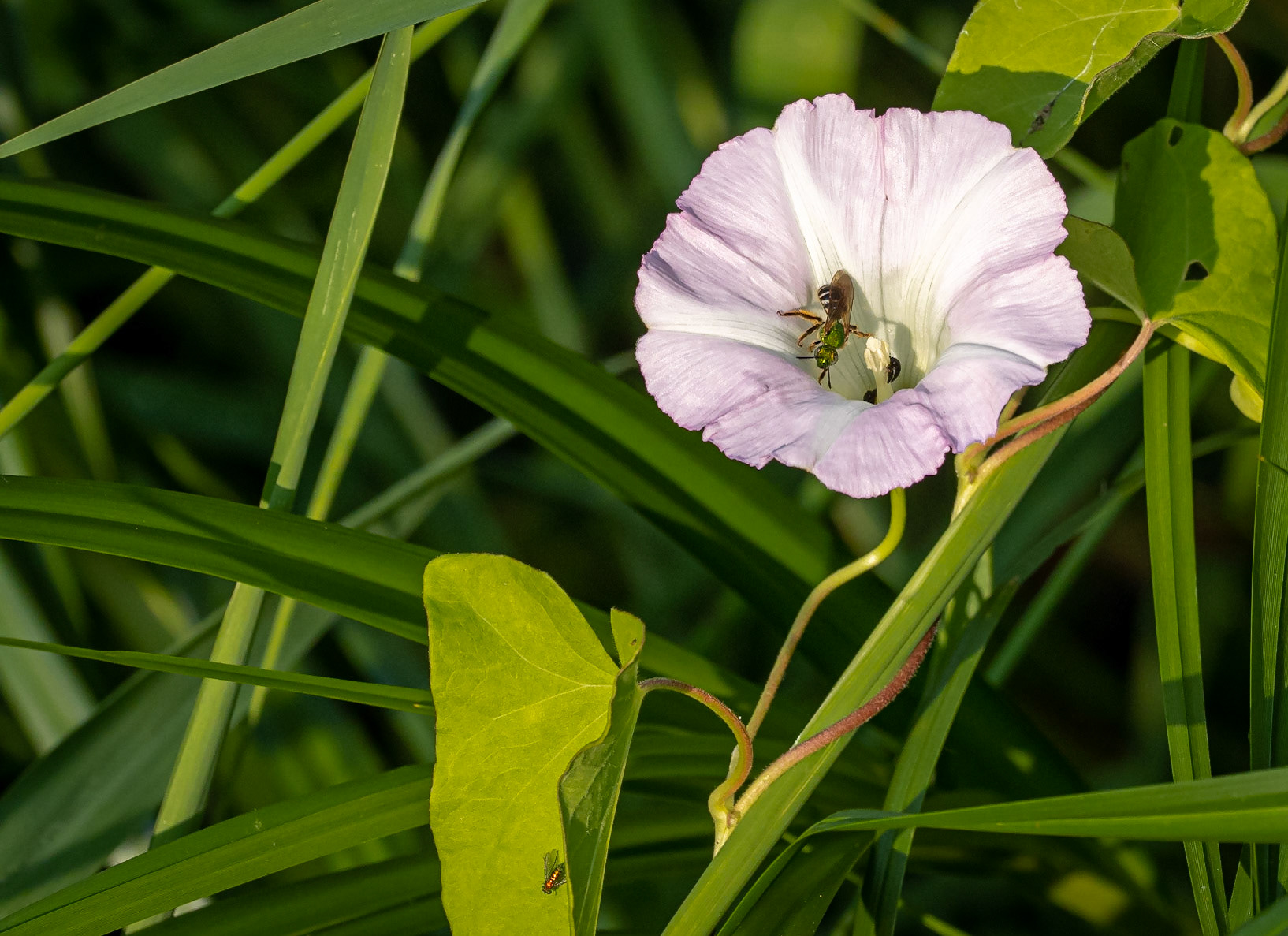 Sweat bee on bindweed