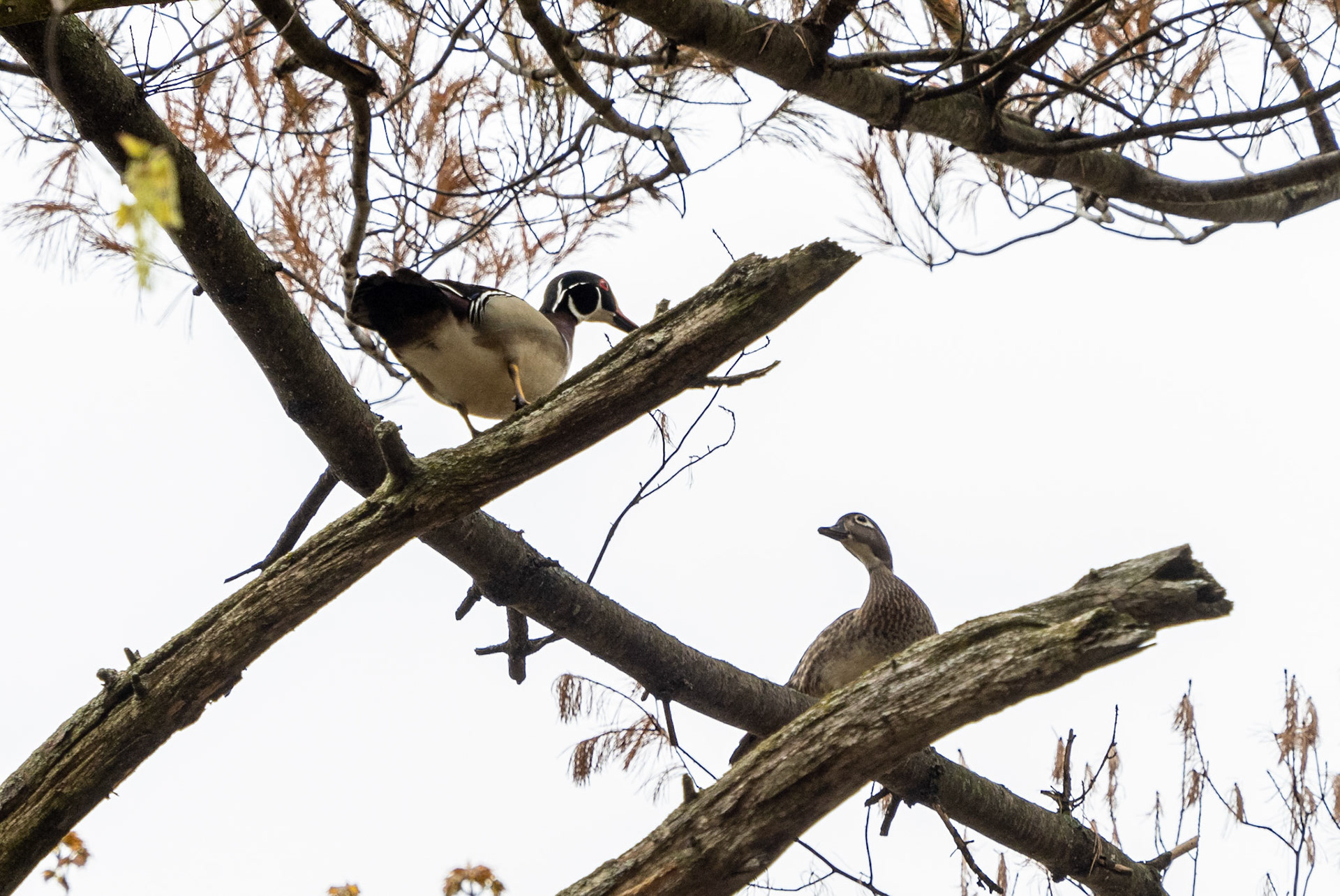 woo duck pair looking for a hollow in a tree for a nest