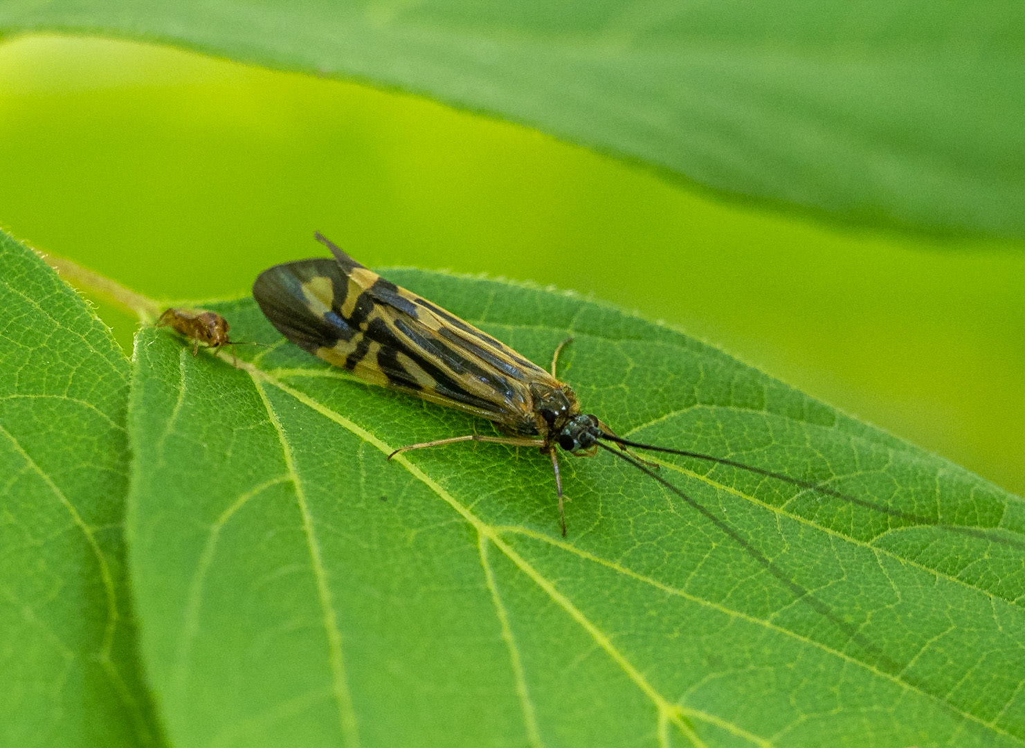 zebra caddisfly