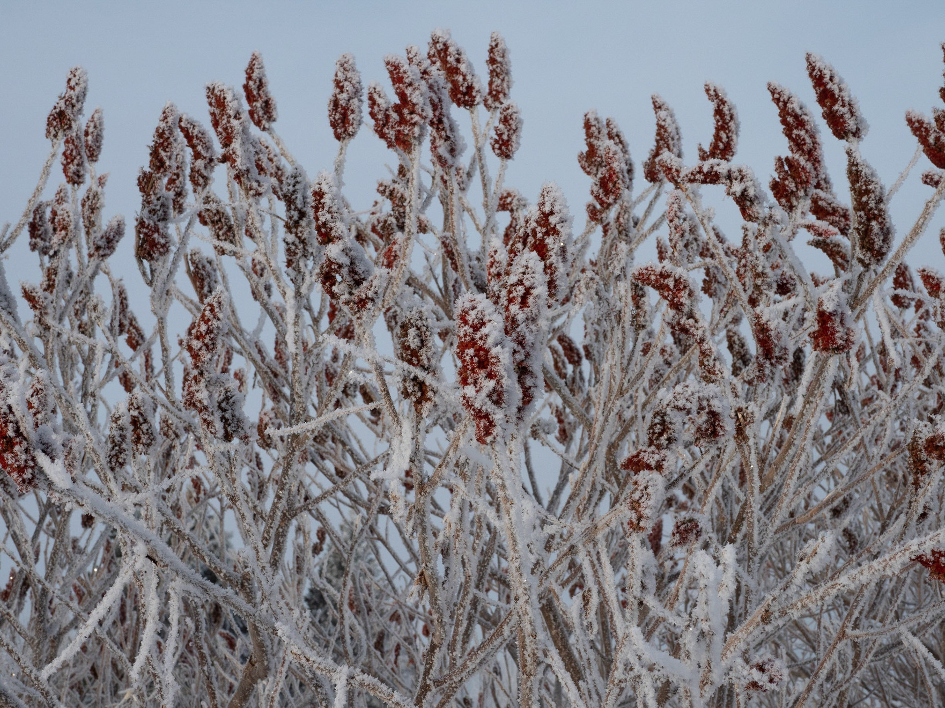 Sumac tree