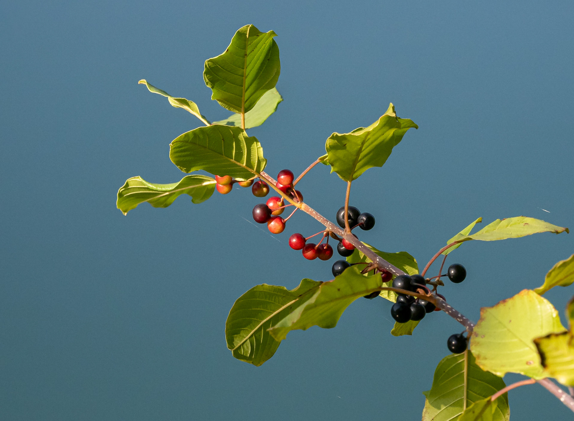Buckthorn