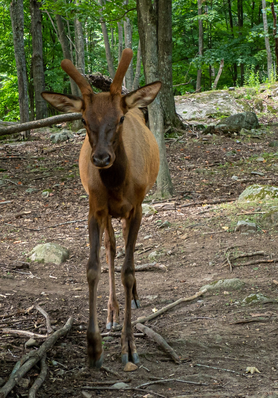 youmg bull elk