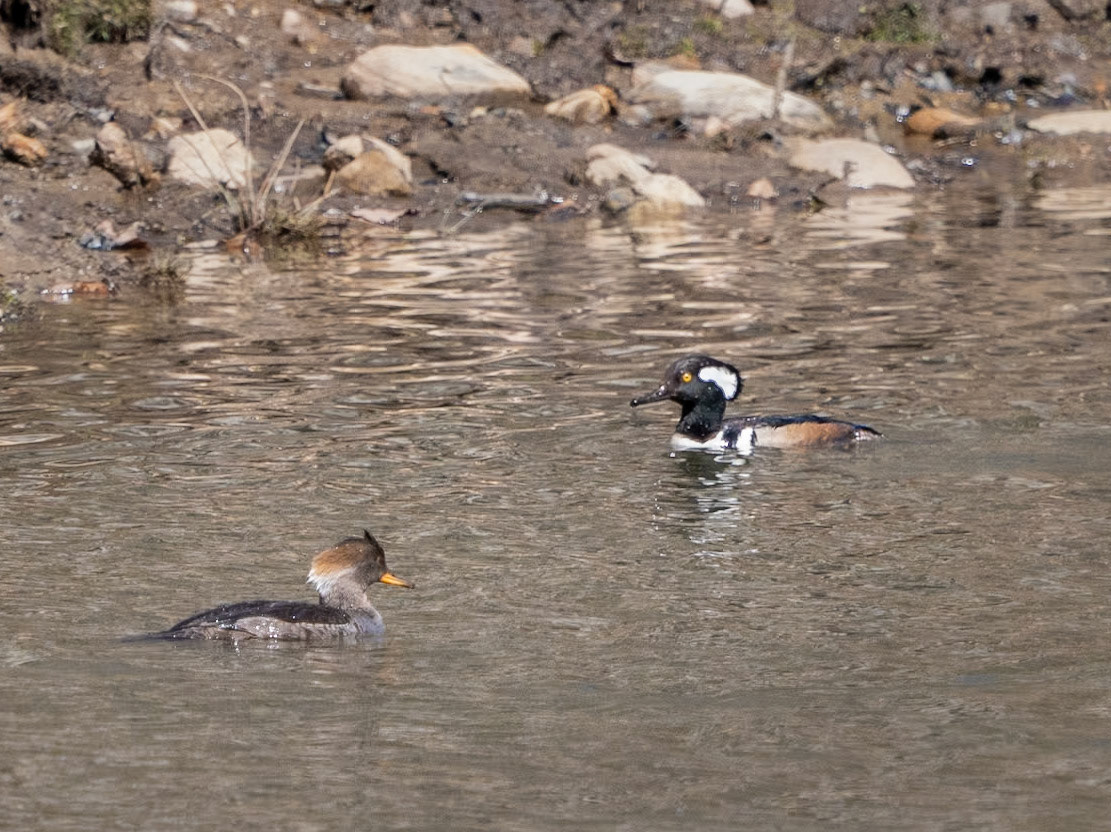hooded merganser Mud Lake