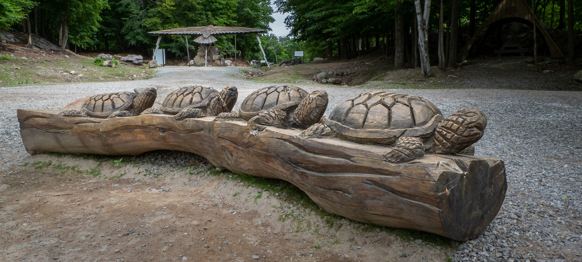 Turtles