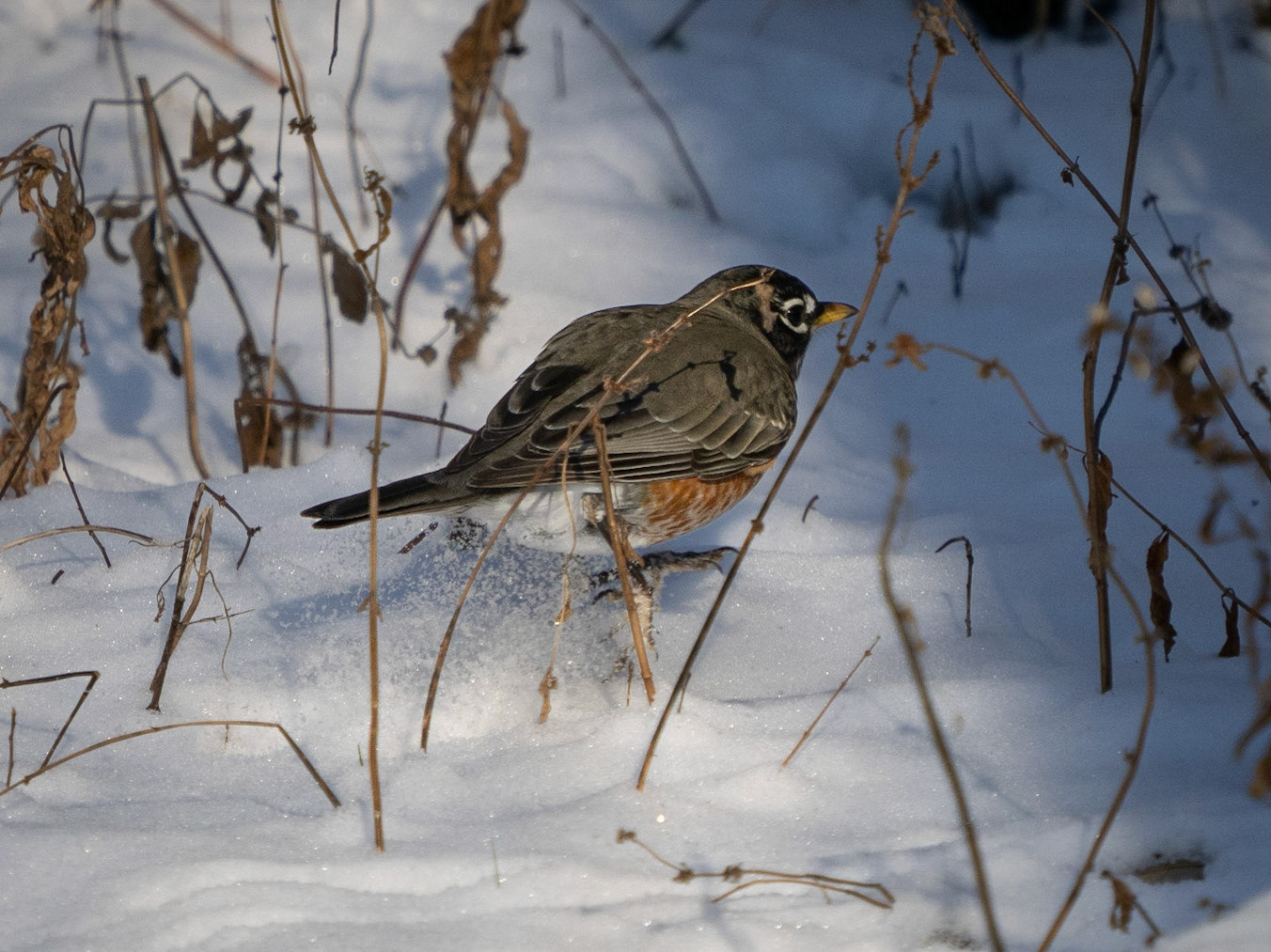 Robin
