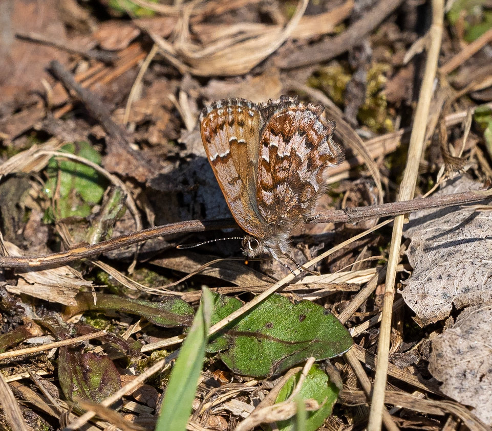Eastern Pine Elfin