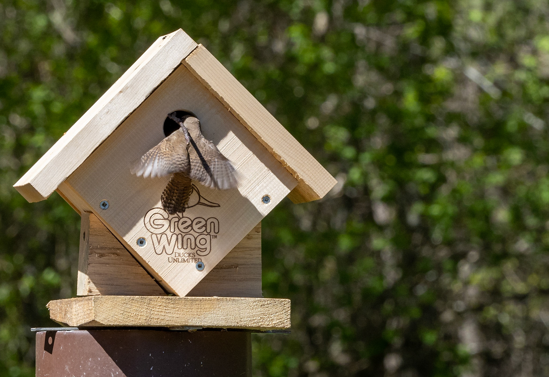 house wren building nest
