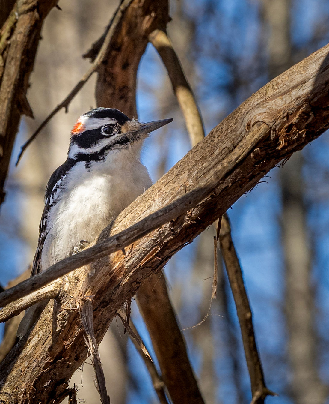 Hairy woodpecker