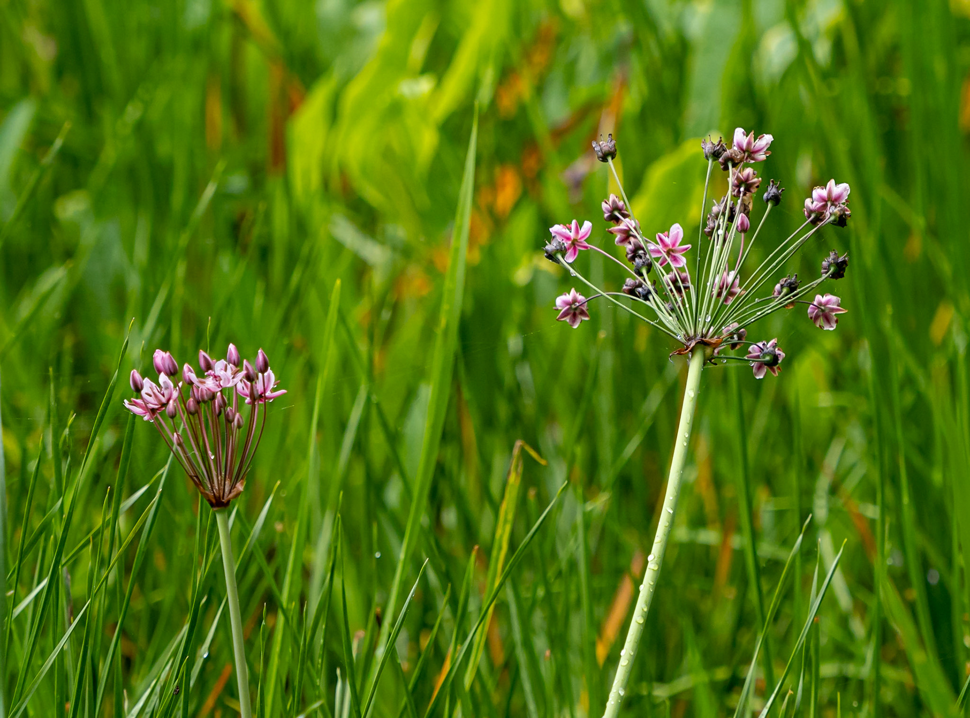 Flowering rush
