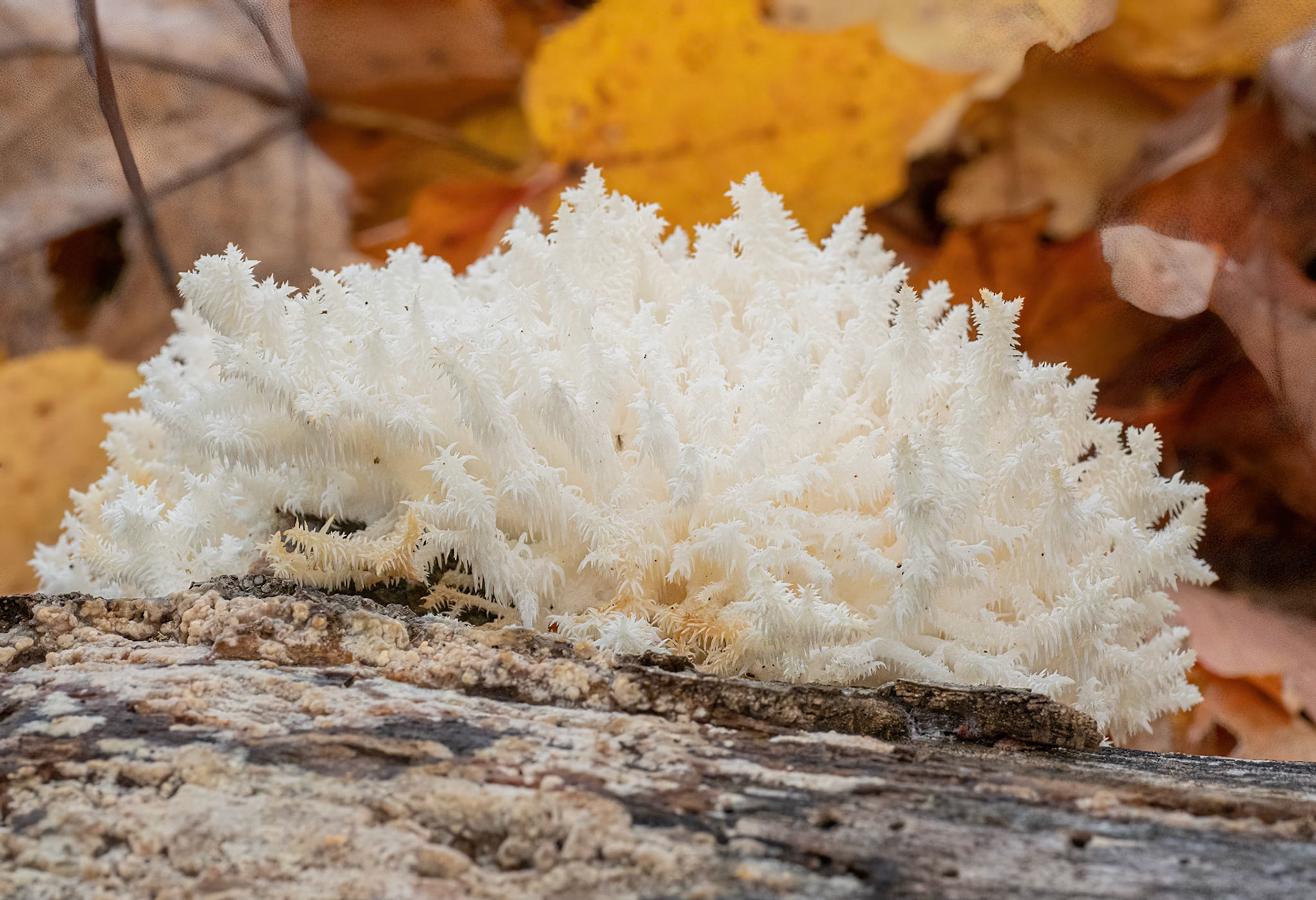 Coral tooth fungus