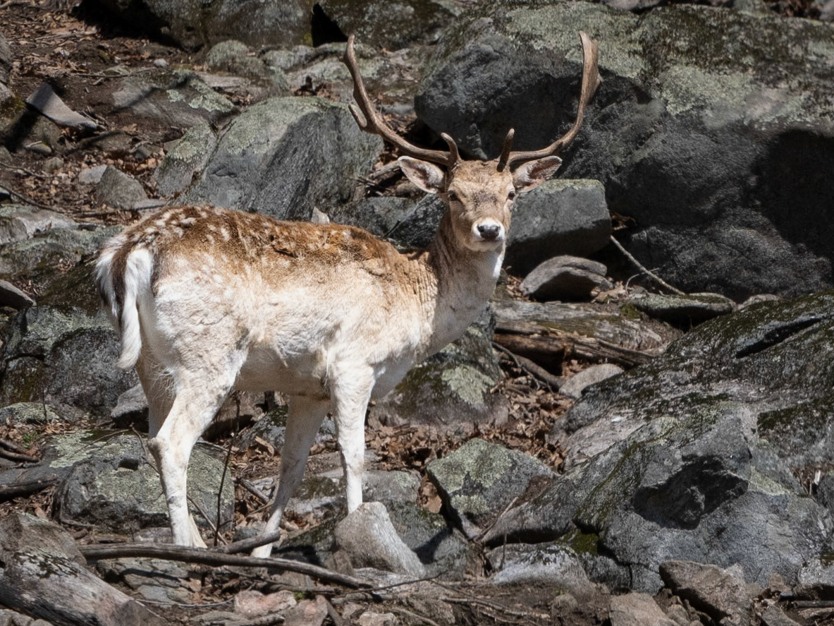 Fallow Deer