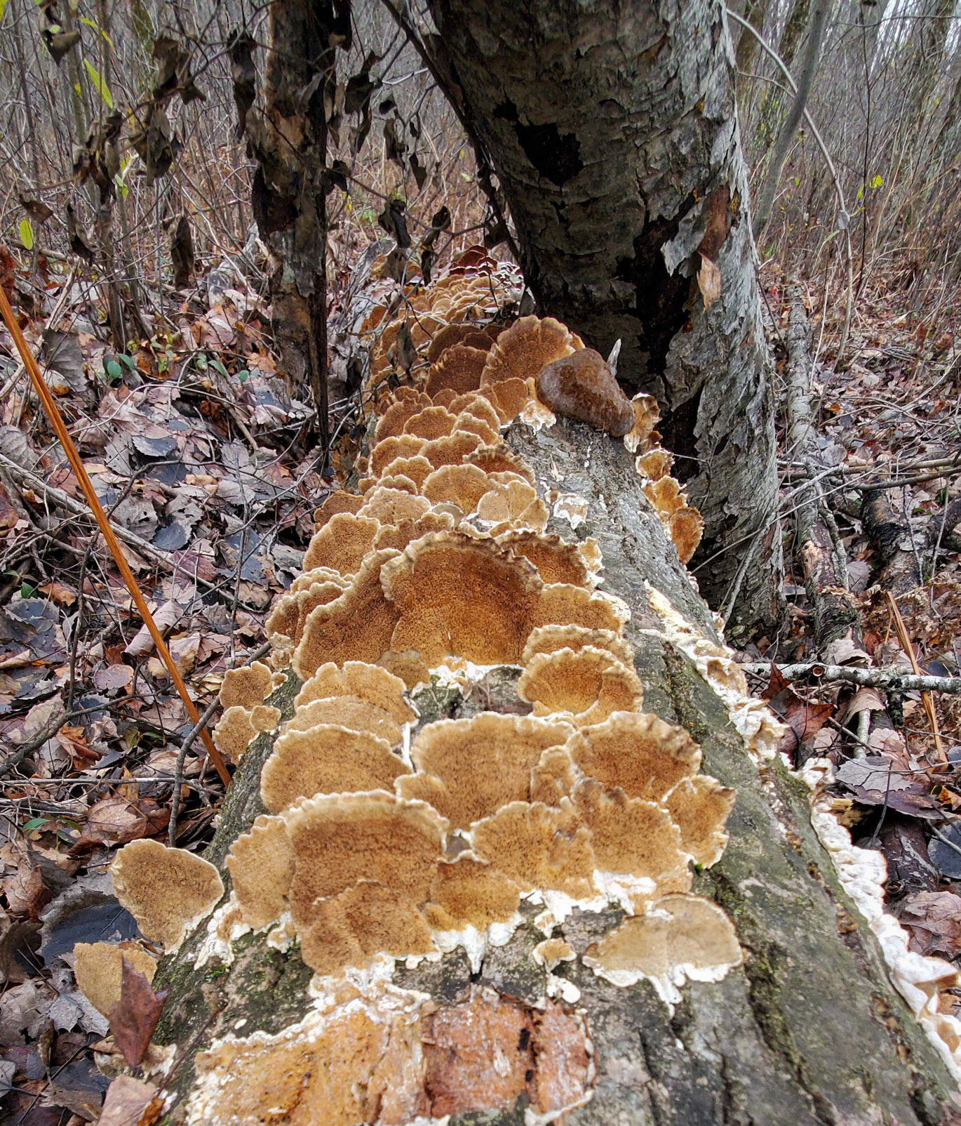 Thurkey tail fungus, from the bottom
