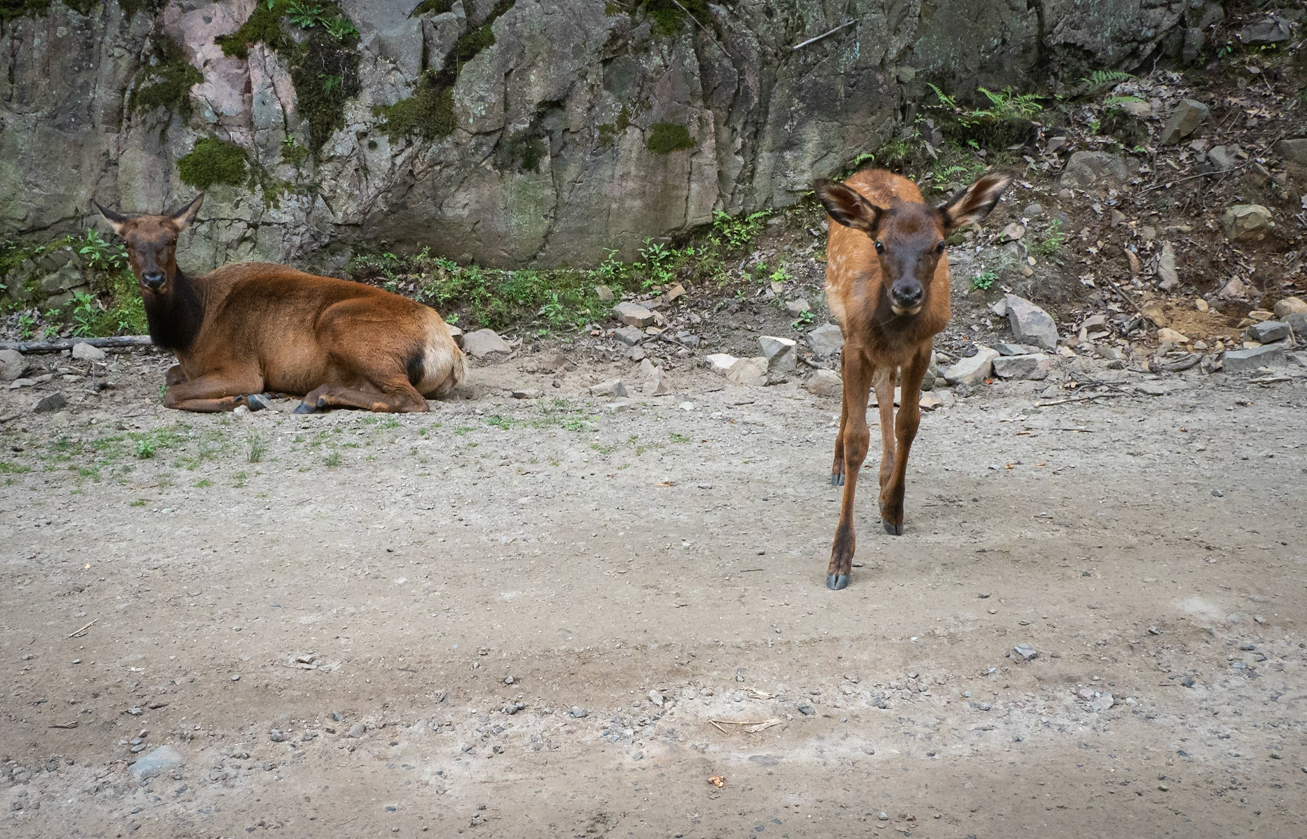 female elk and calf