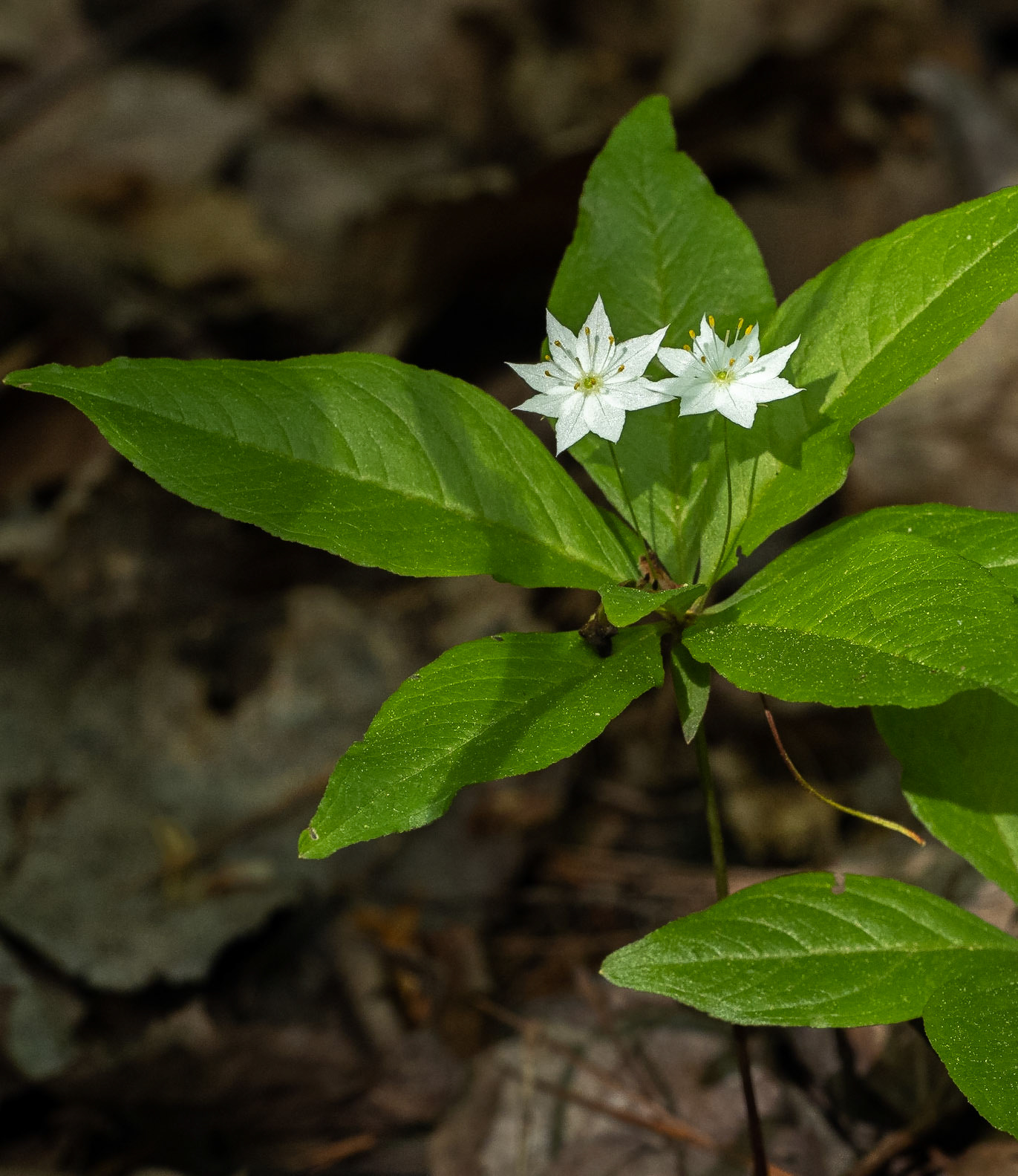 star flower
