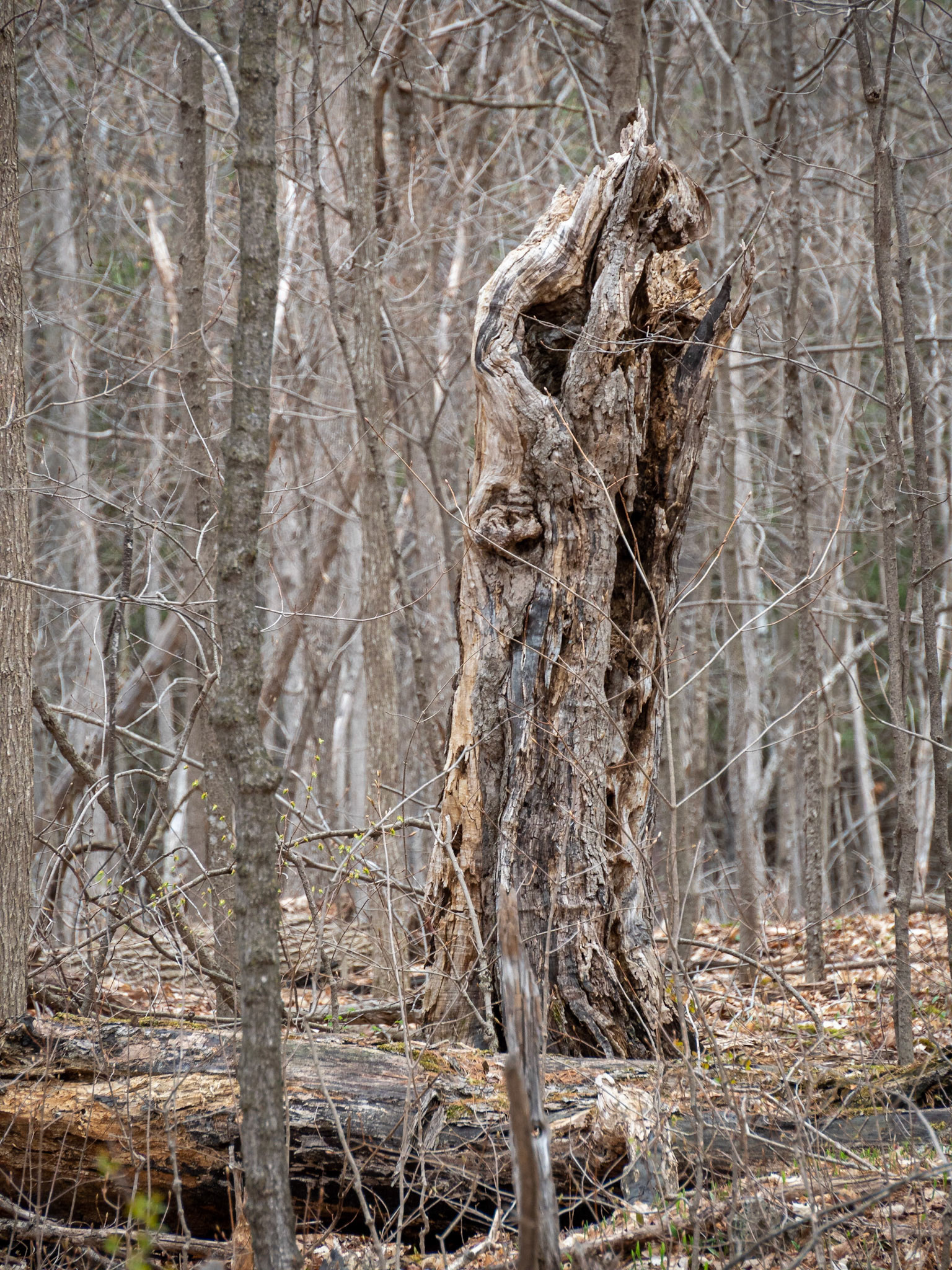 stump