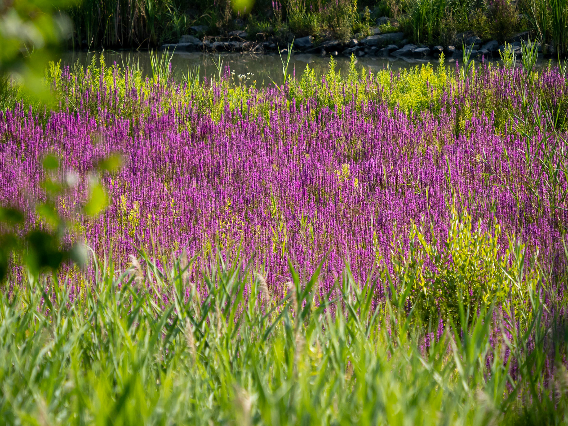 Purple Loosestrife
