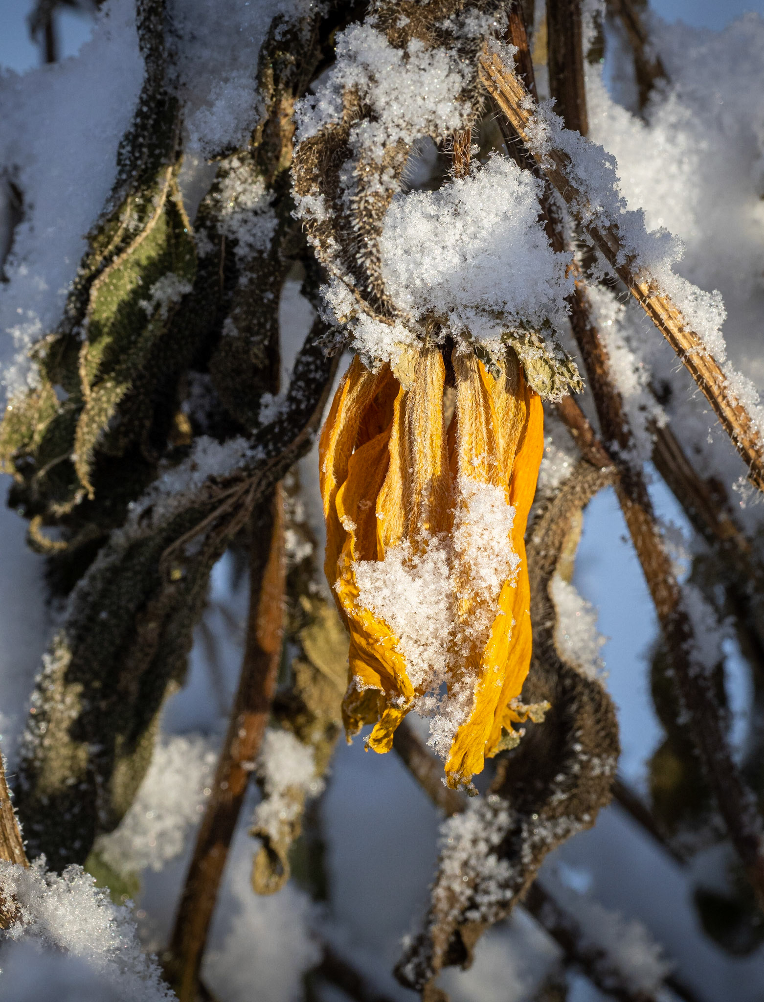 Brown-eyed susan