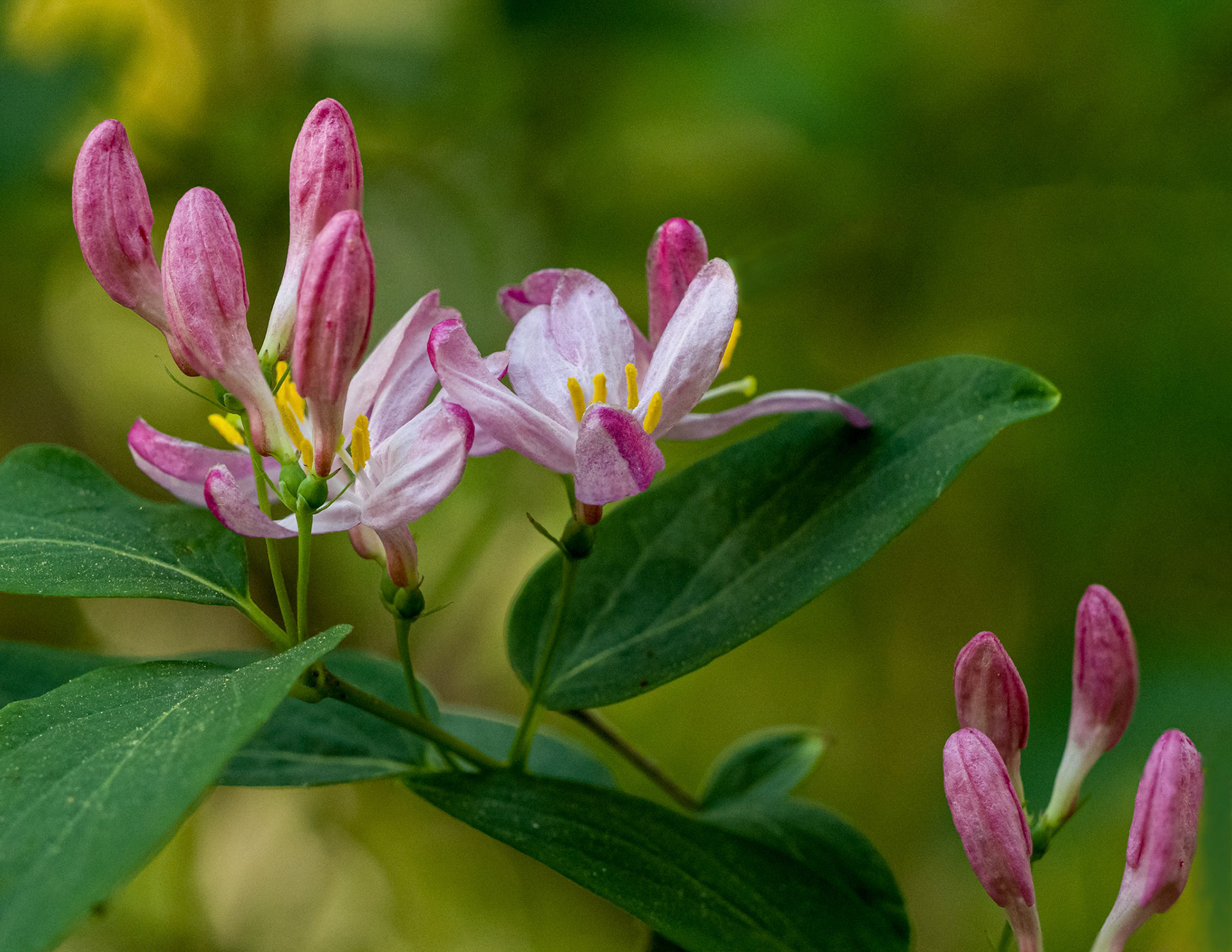 honeysuckle