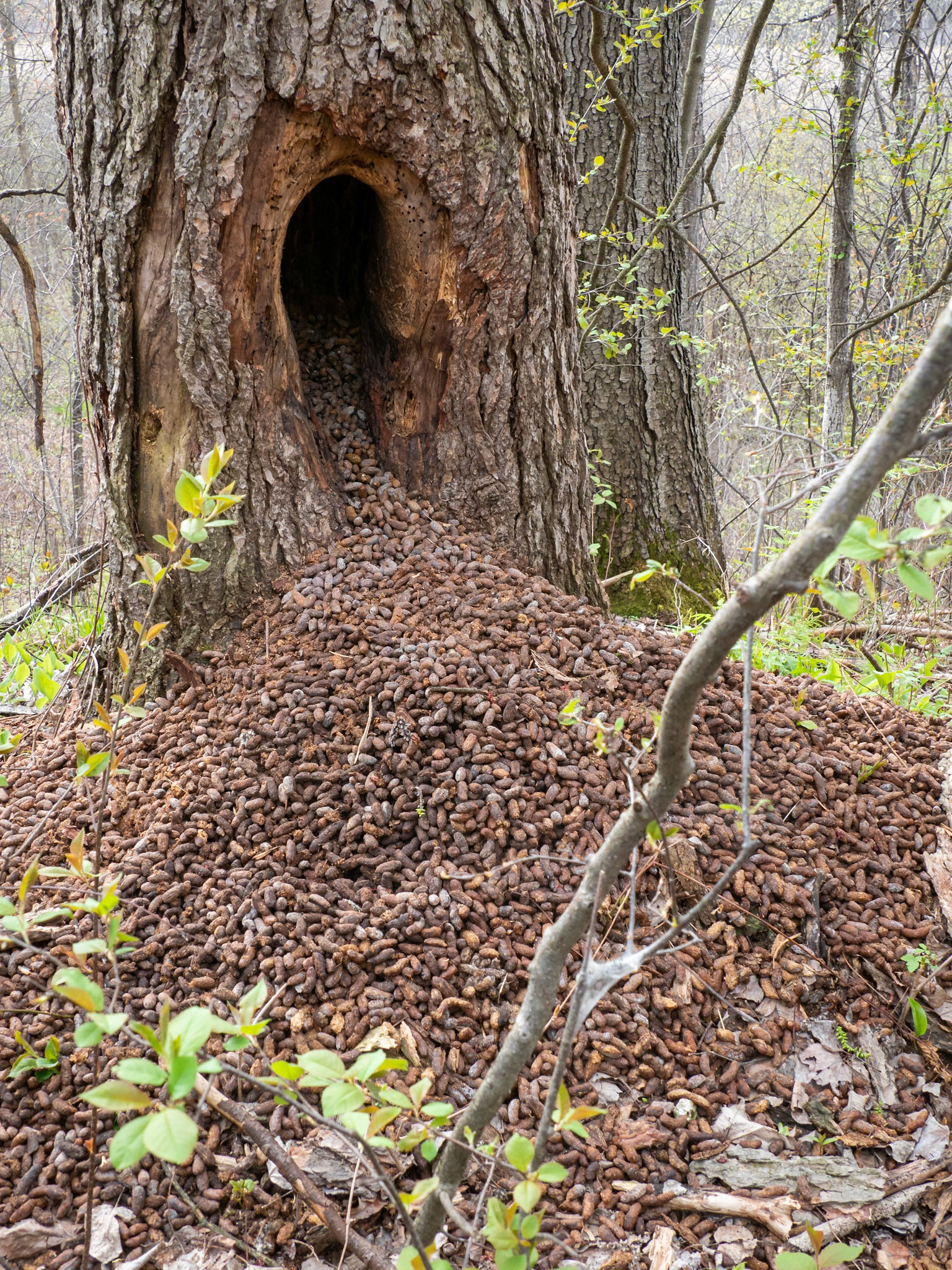 porcupine den
