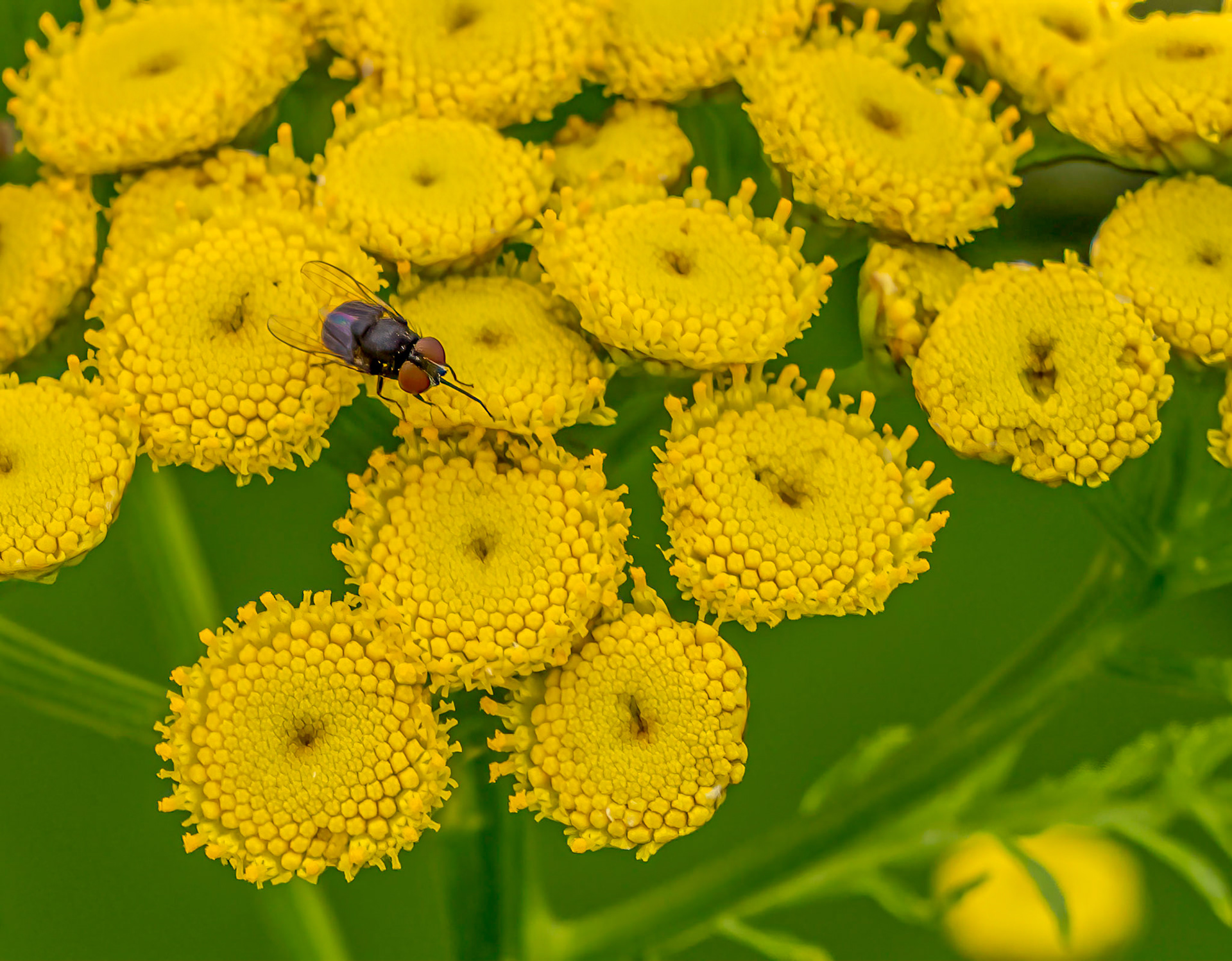 Tansy