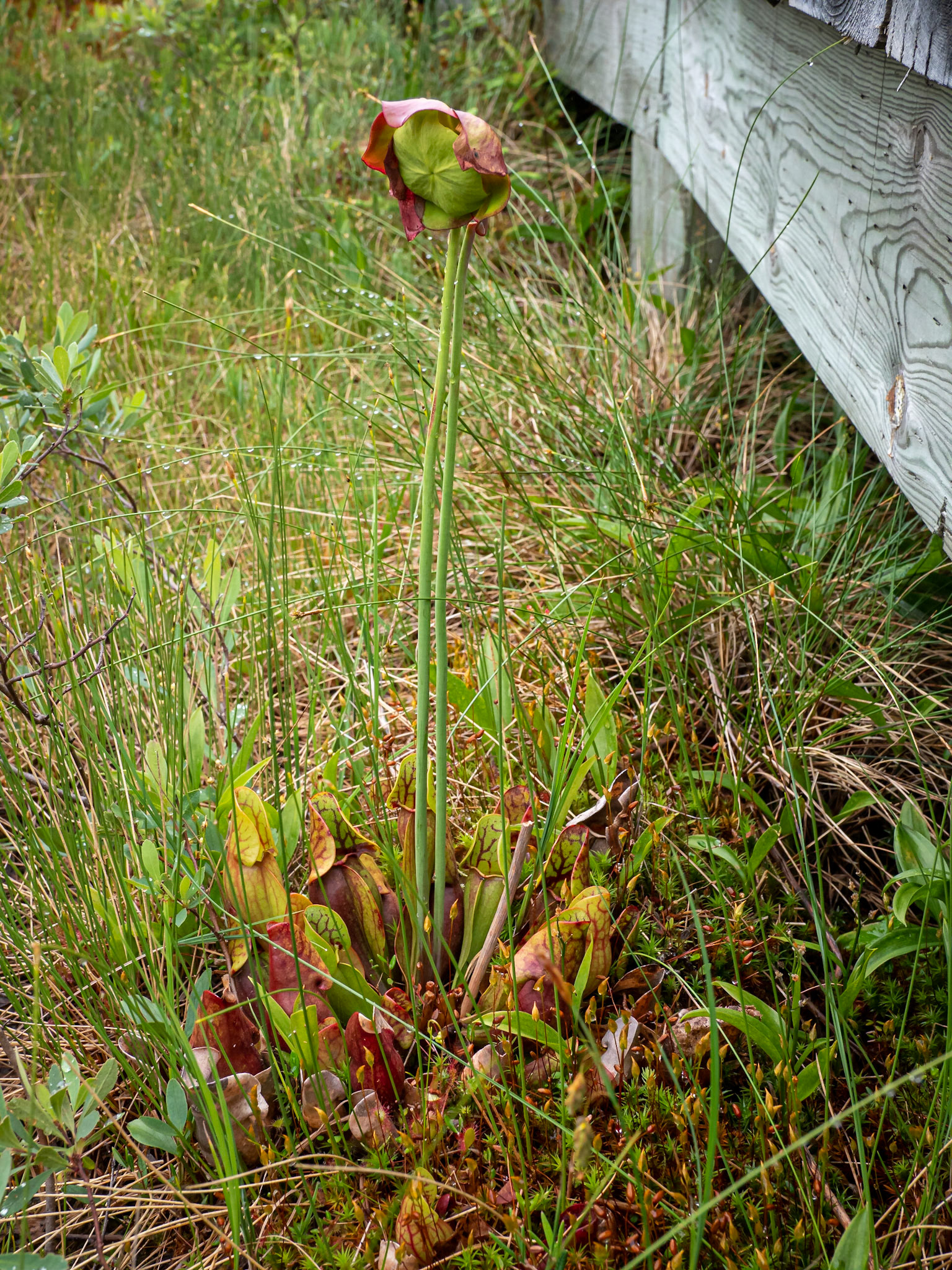 Pitcher plant