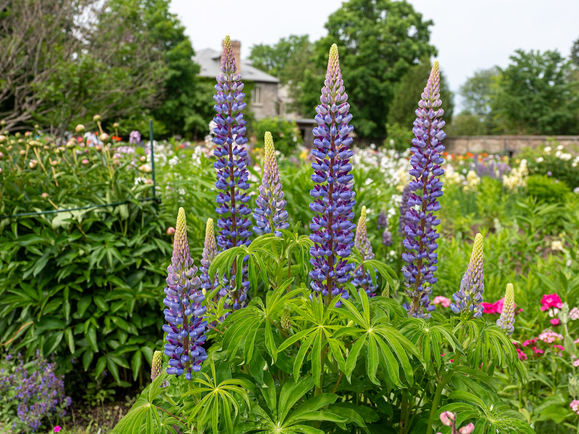 lupine