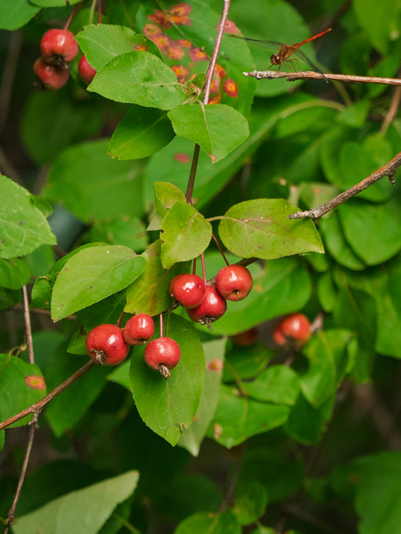 Siberian Crabapple