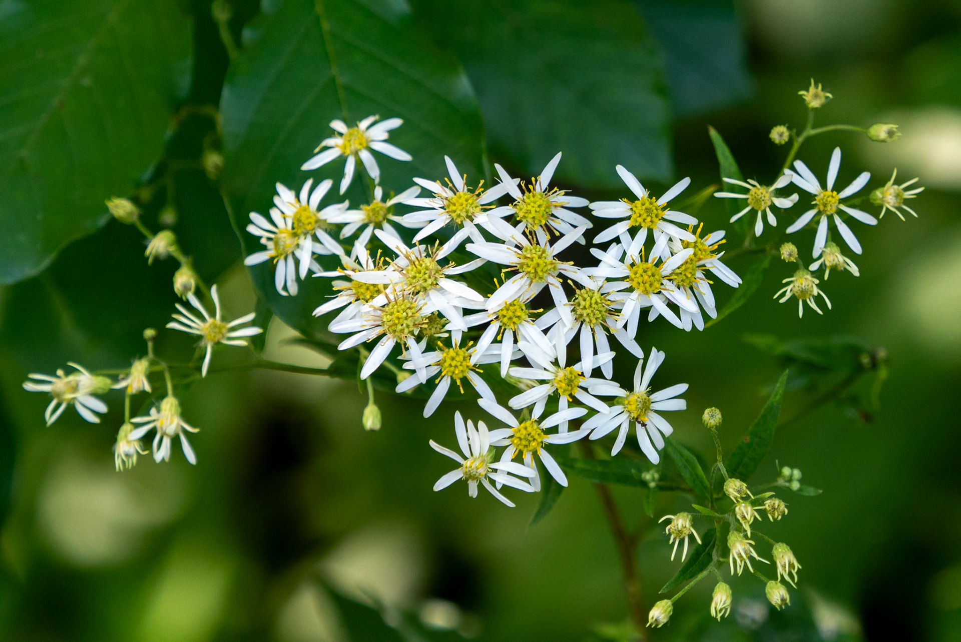 Flat topped white asters
